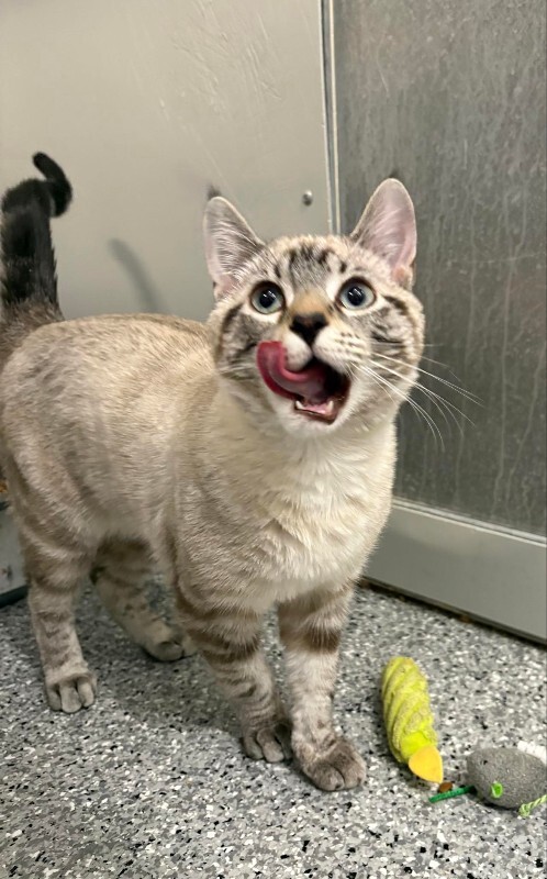 Picture of the Animal Listed