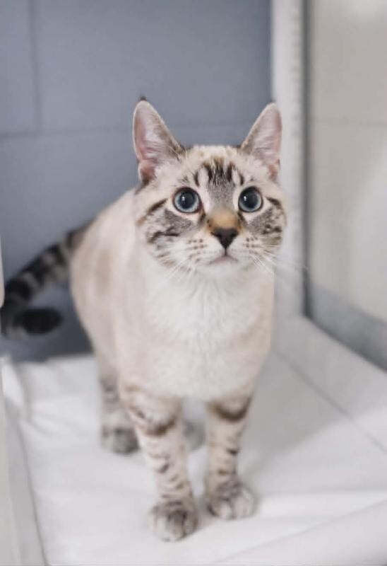 Picture of the Animal Listed