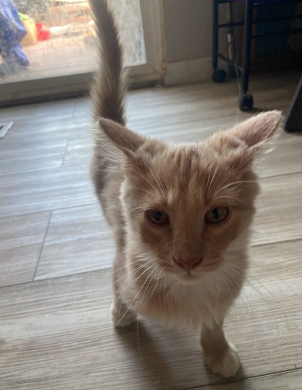 Picture of the Animal Listed