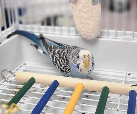 Picture of the Animal Listed