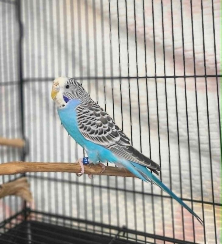 Picture of the Animal Listed