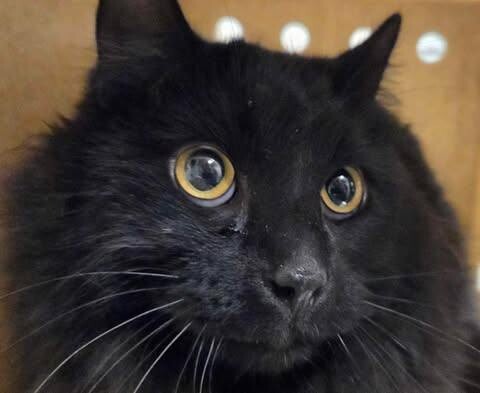 Picture of the Animal Listed