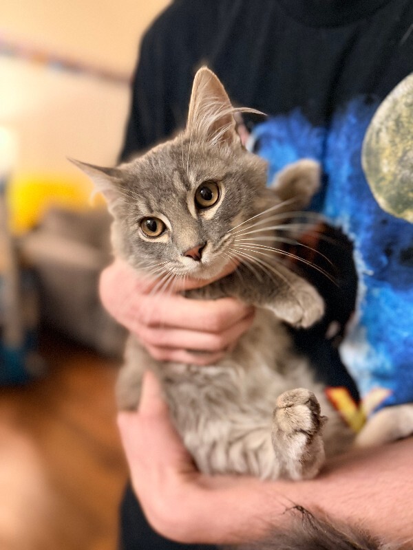 Picture of the Animal Listed