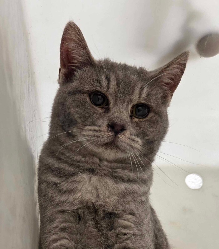 Picture of the Animal Listed