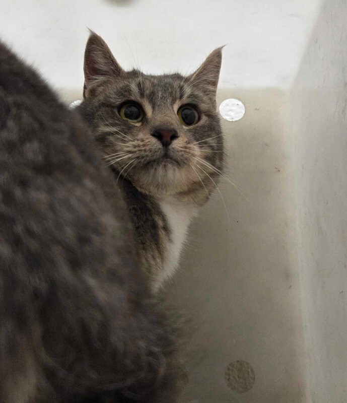 Picture of the Animal Listed