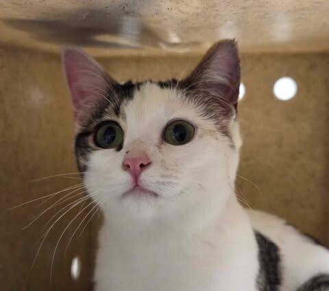 Picture of the Animal Listed