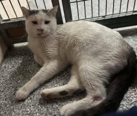 Picture of the Animal Listed