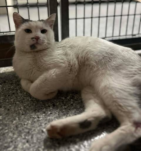 Picture of the Animal Listed