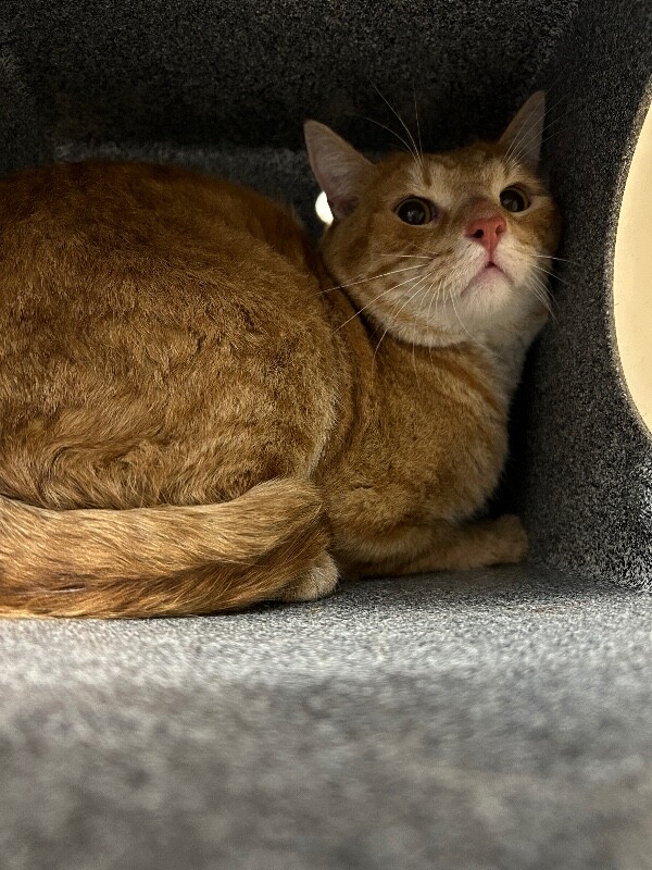 Picture of the Animal Listed