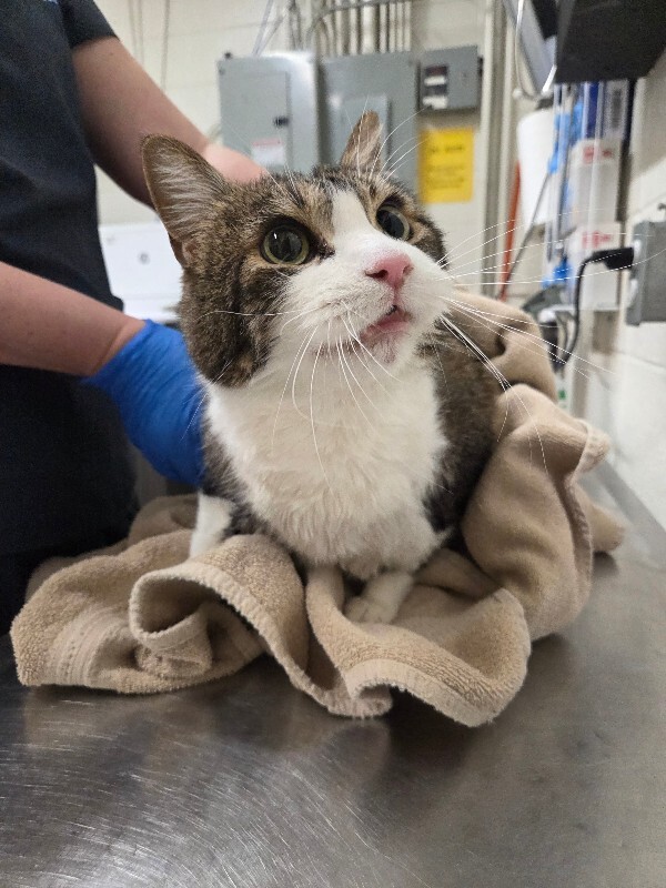 Picture of the Animal Listed