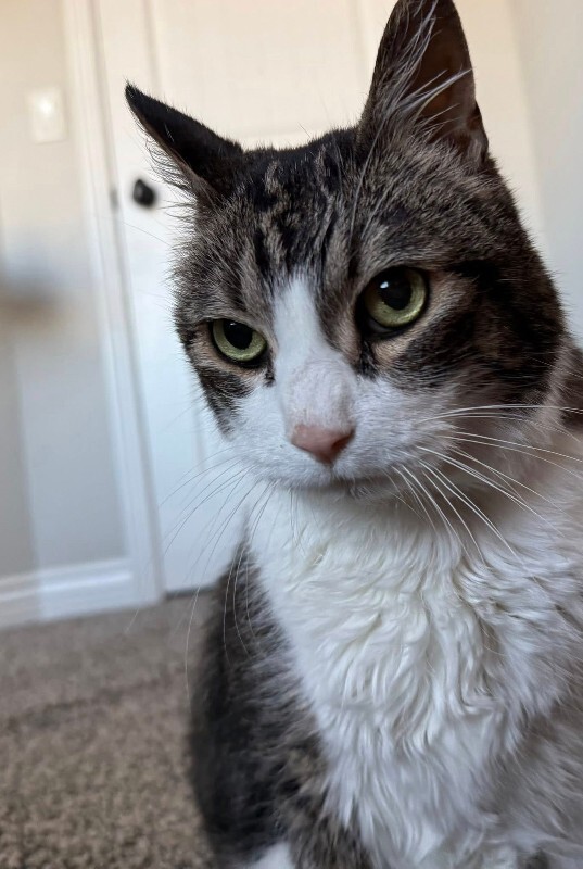 Picture of the Animal Listed