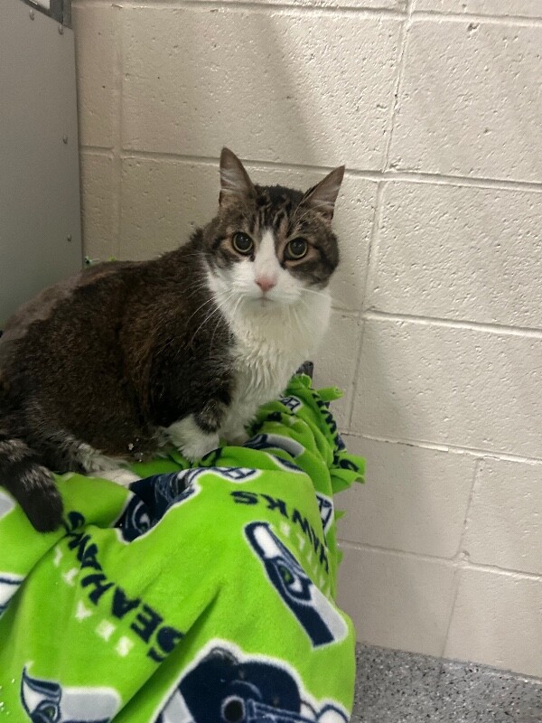 Picture of the Animal Listed