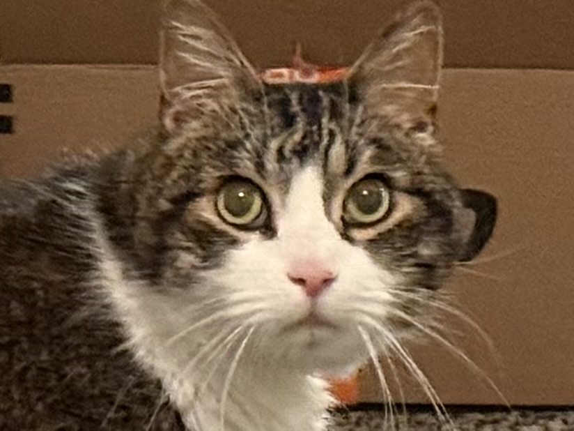 Picture of the Animal Listed