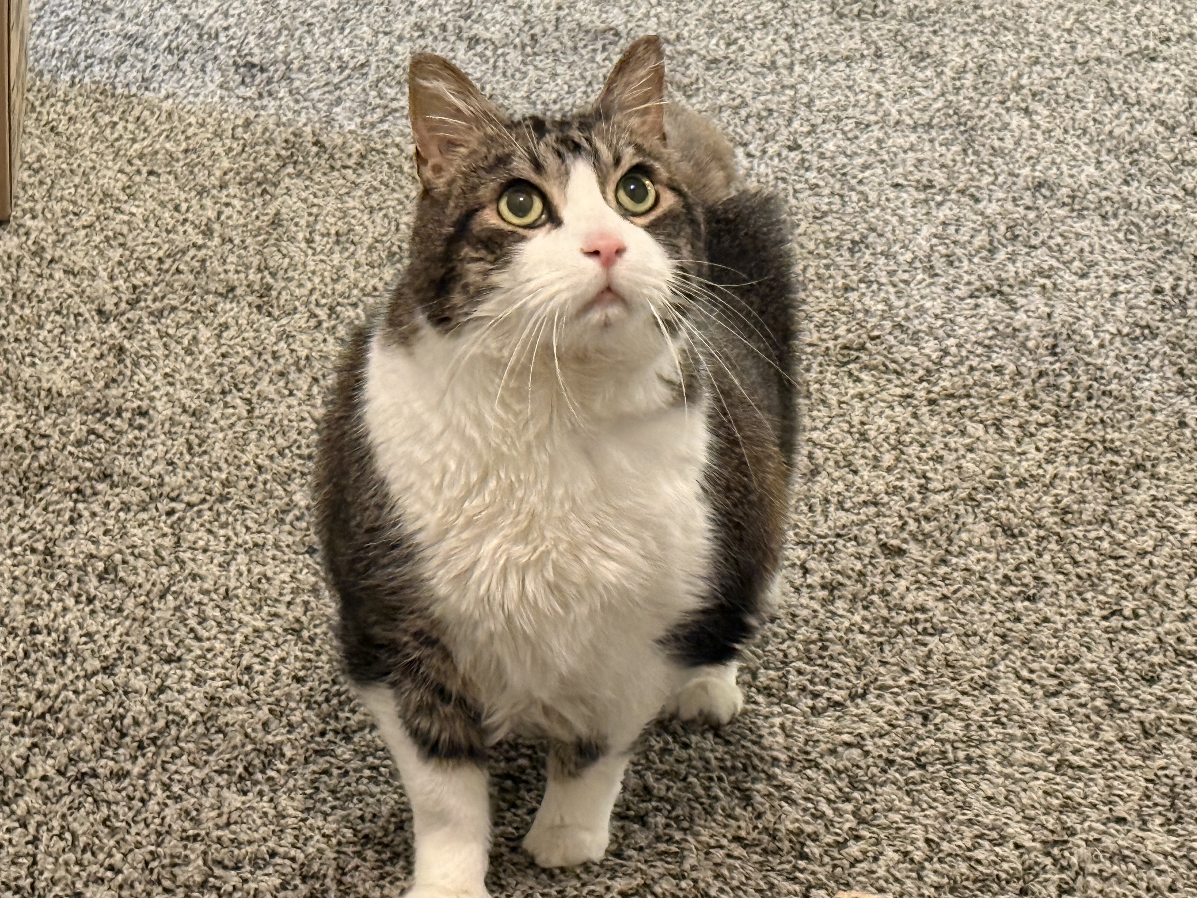 Picture of the Animal Listed