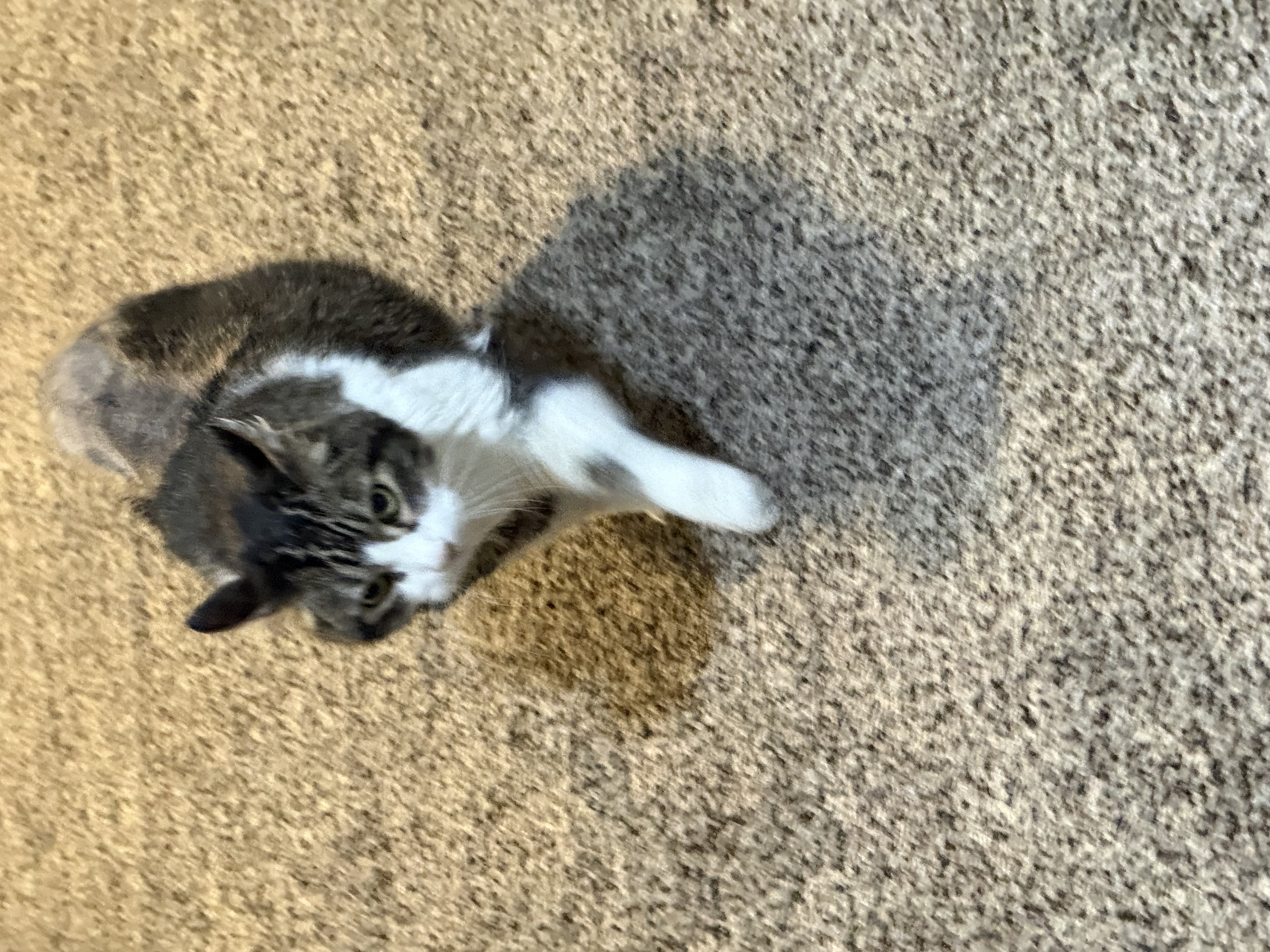 Picture of the Animal Listed