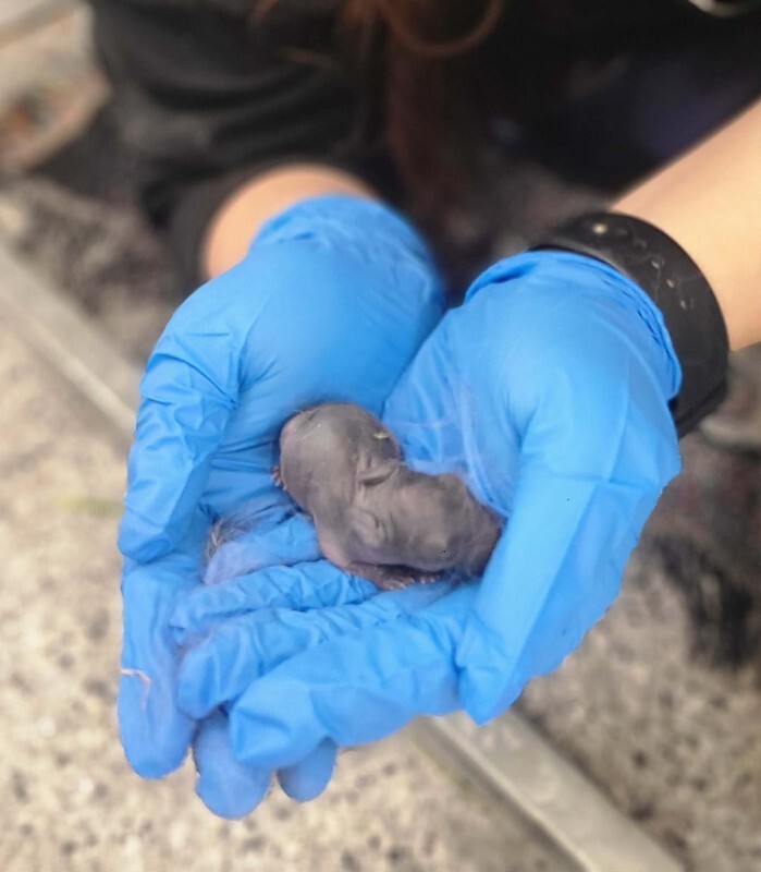 Picture of the Animal Listed