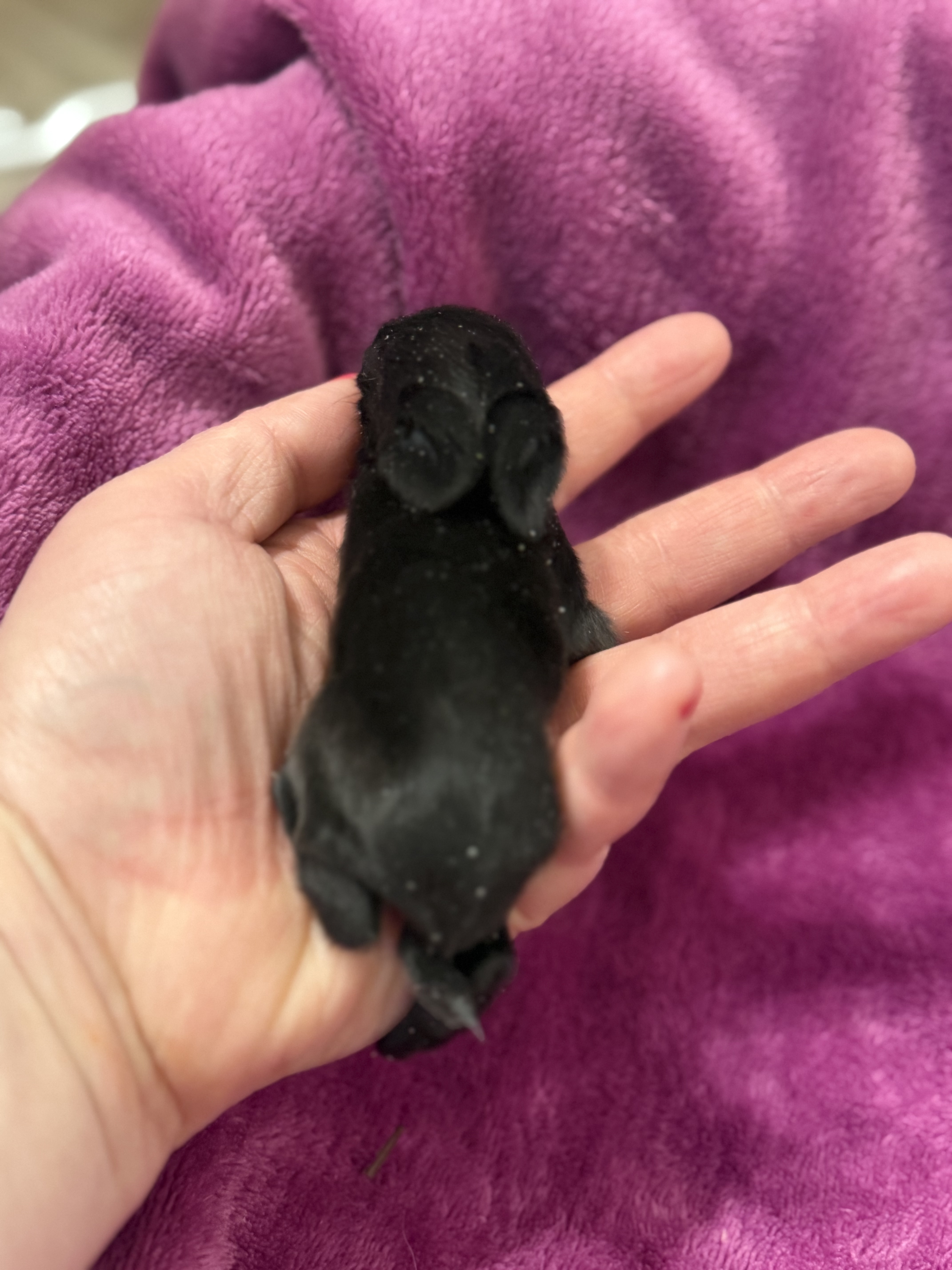 Picture of the Animal Listed