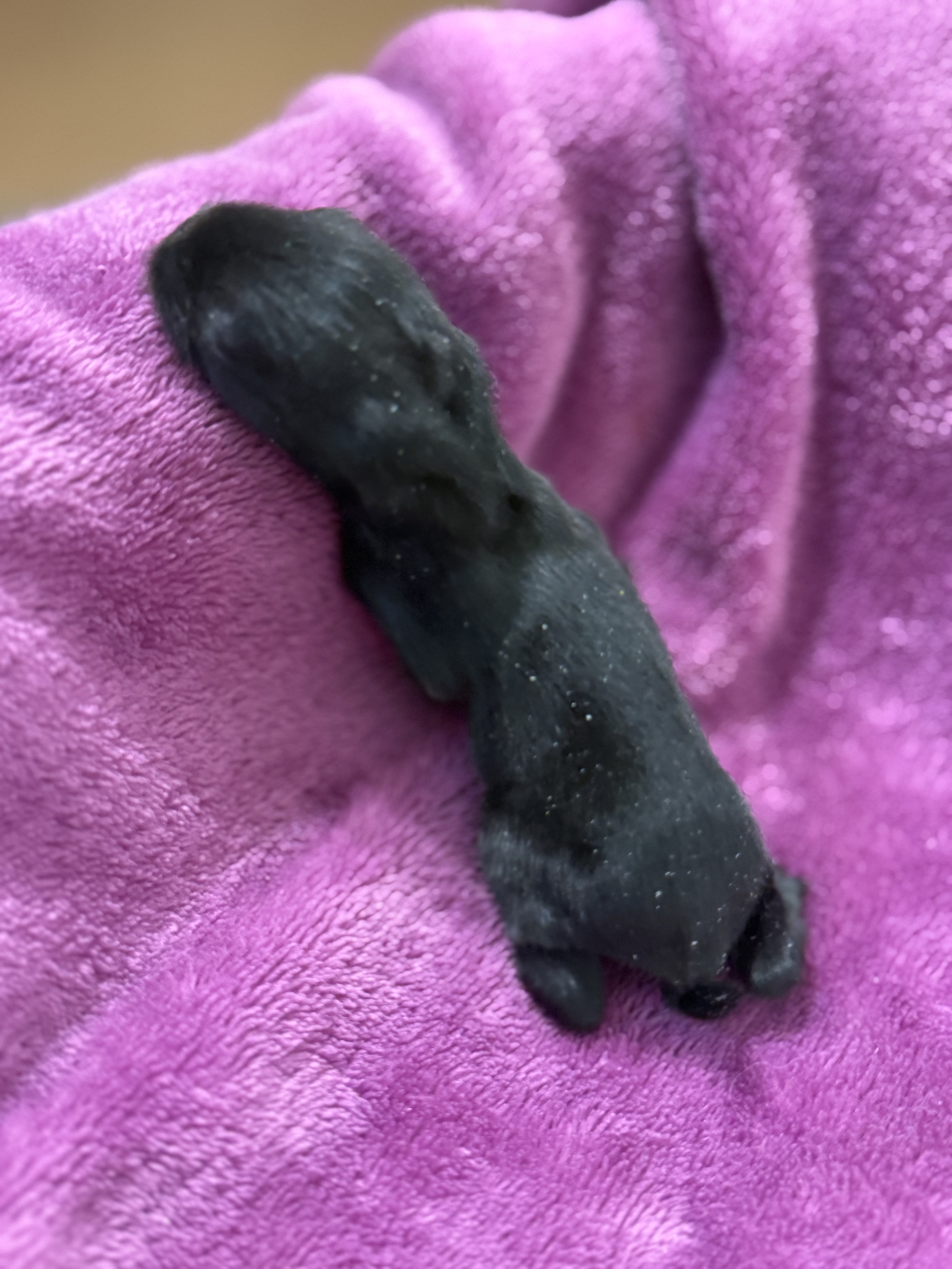 Picture of the Animal Listed