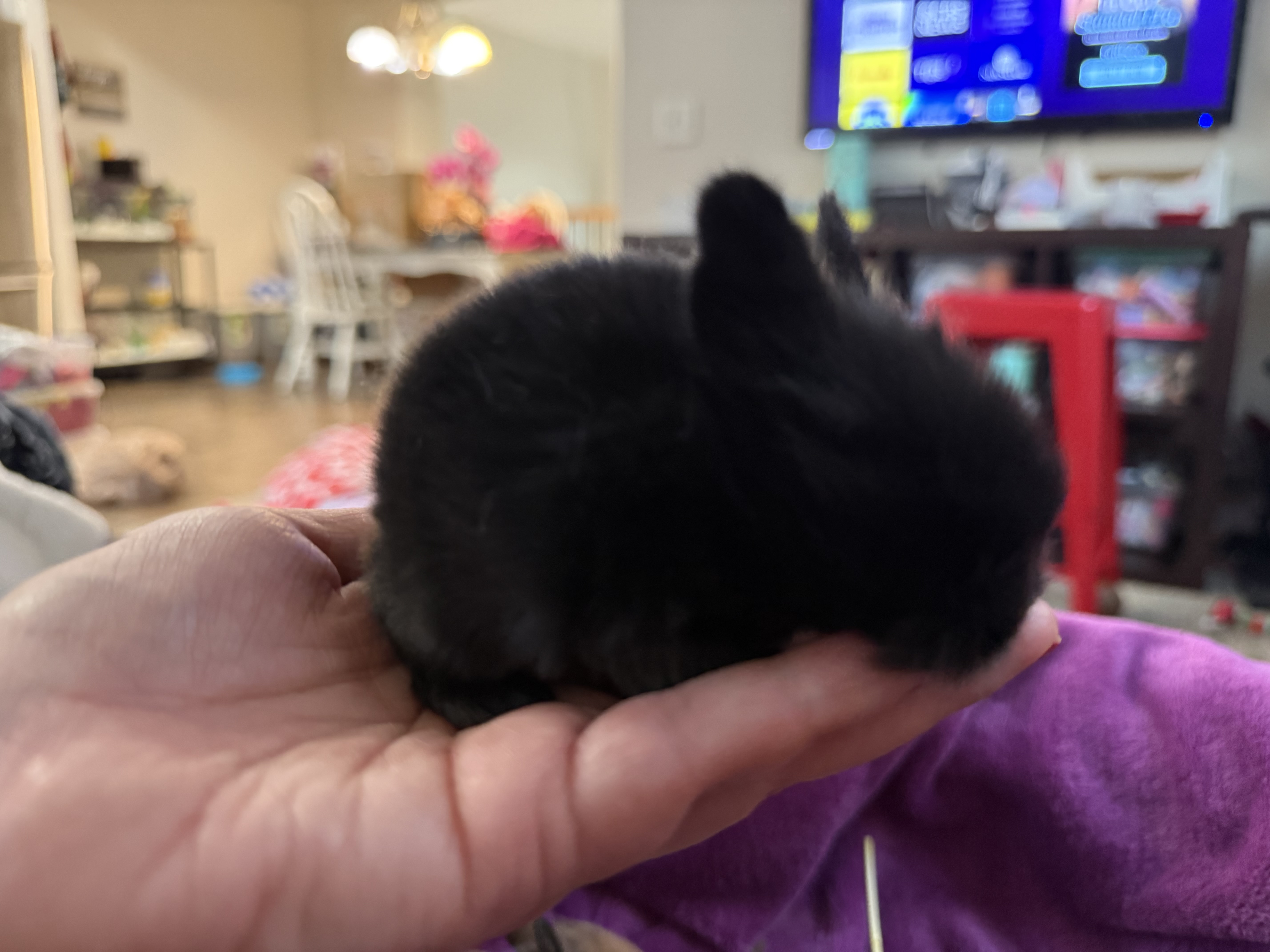 Picture of the Animal Listed