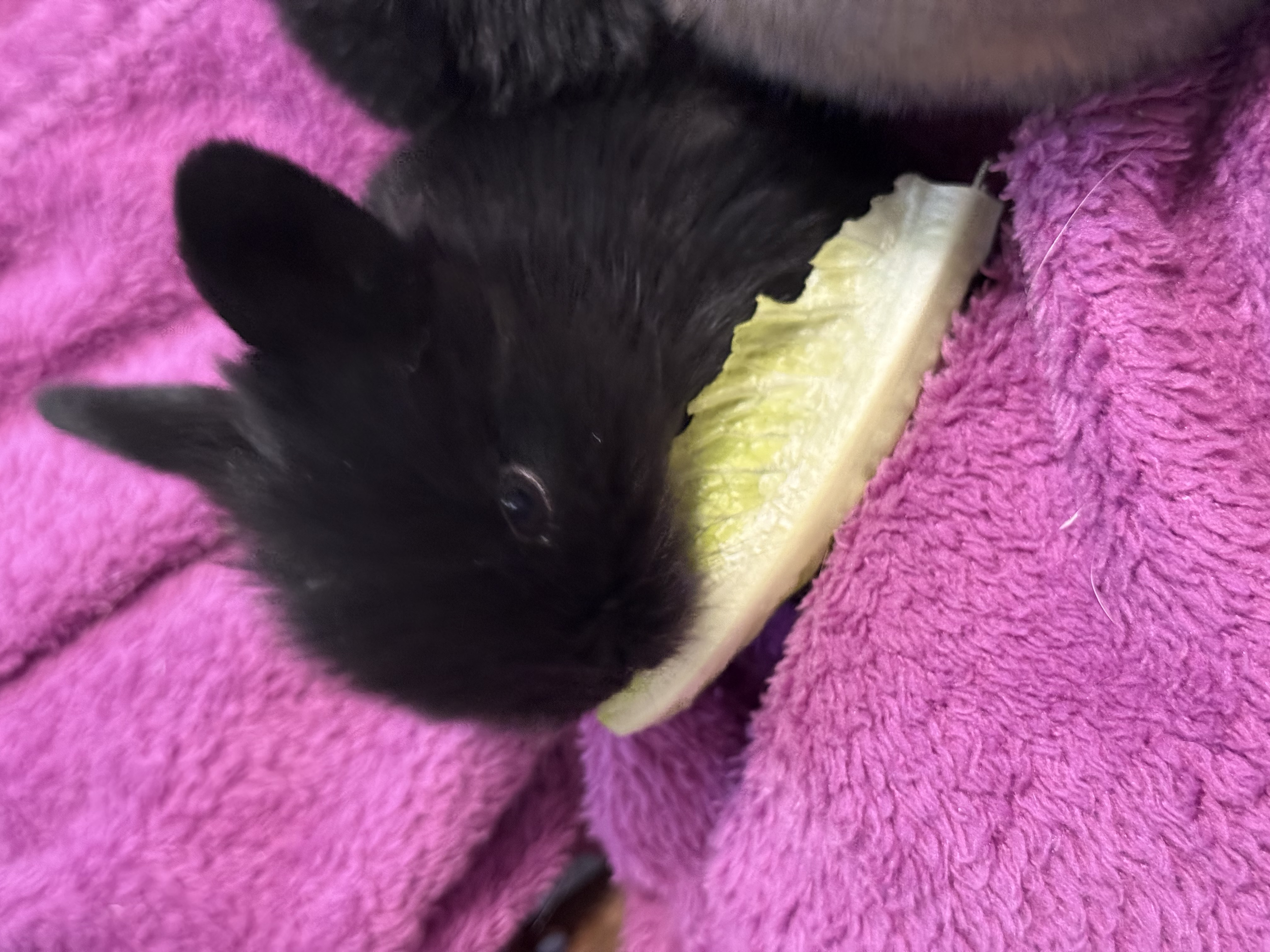 Picture of the Animal Listed