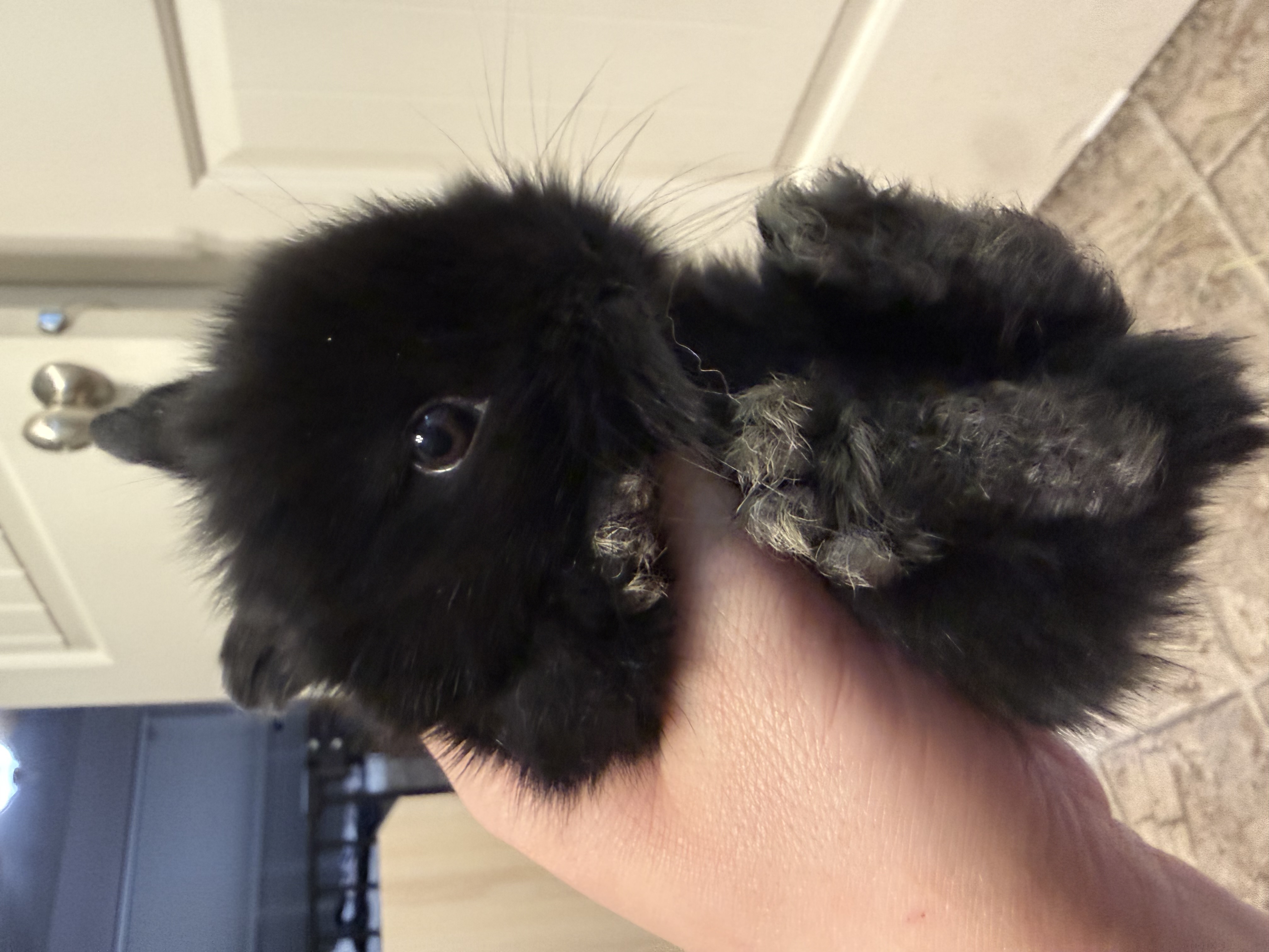 Picture of the Animal Listed