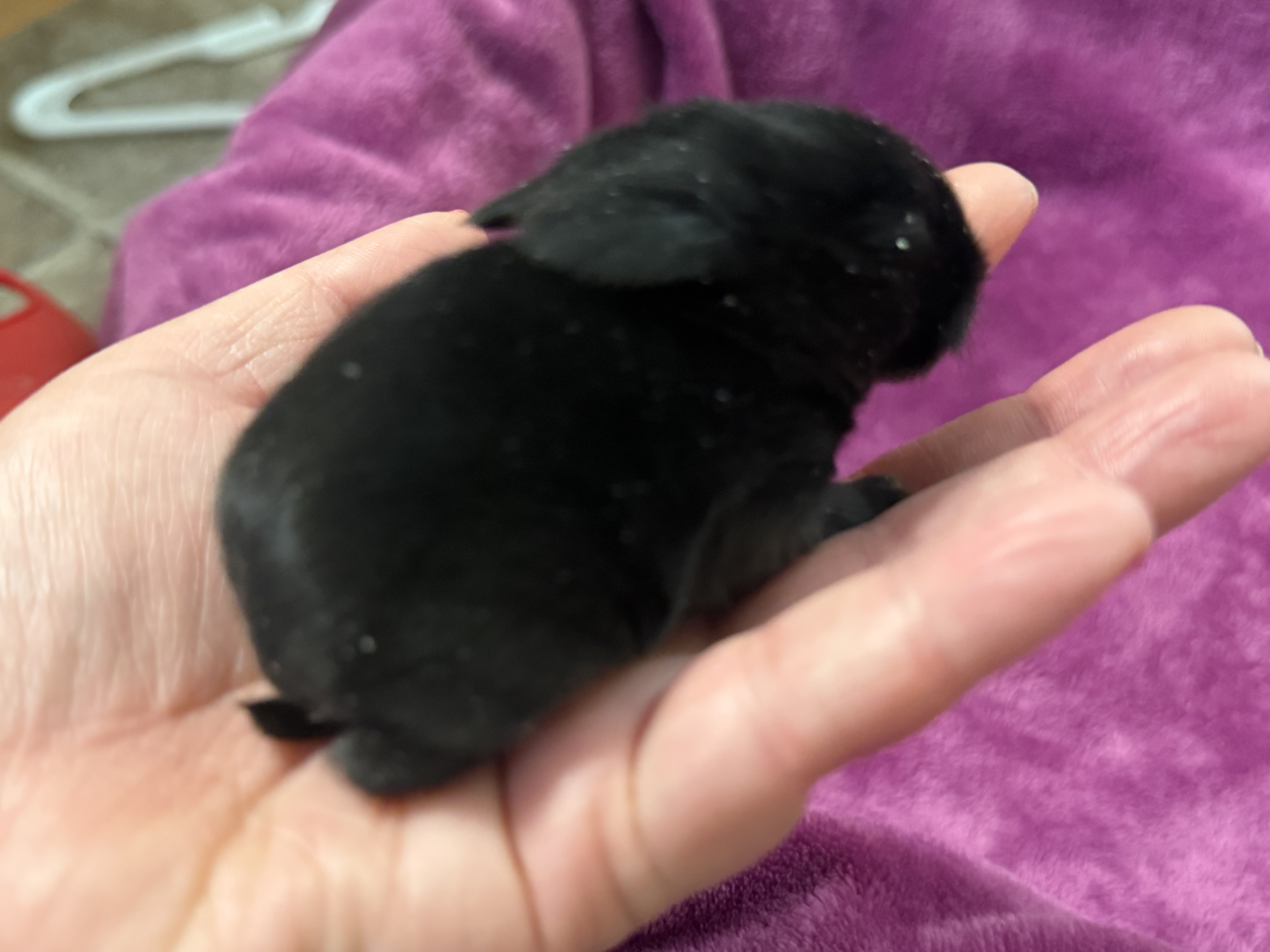 Picture of the Animal Listed