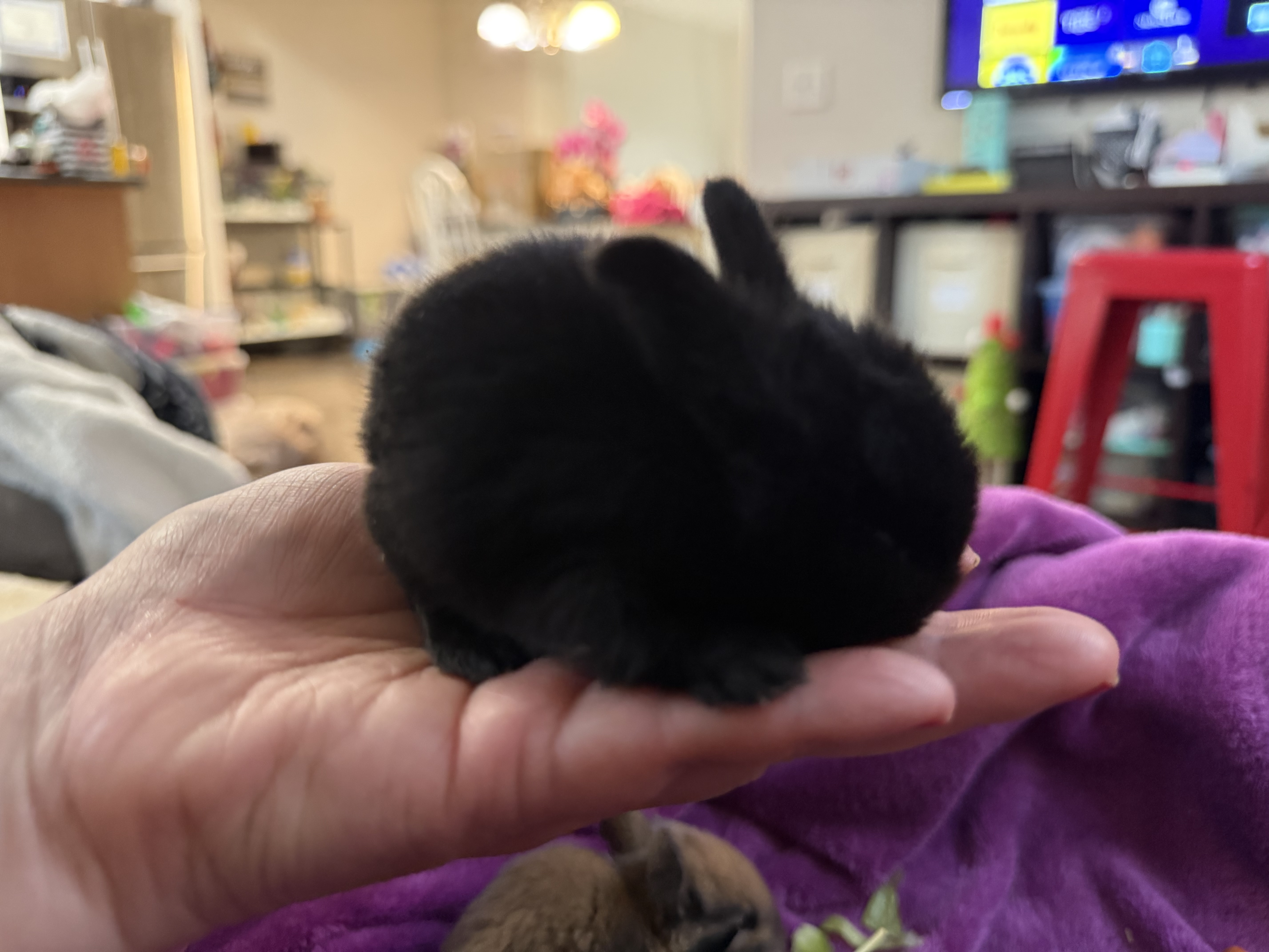 Picture of the Animal Listed