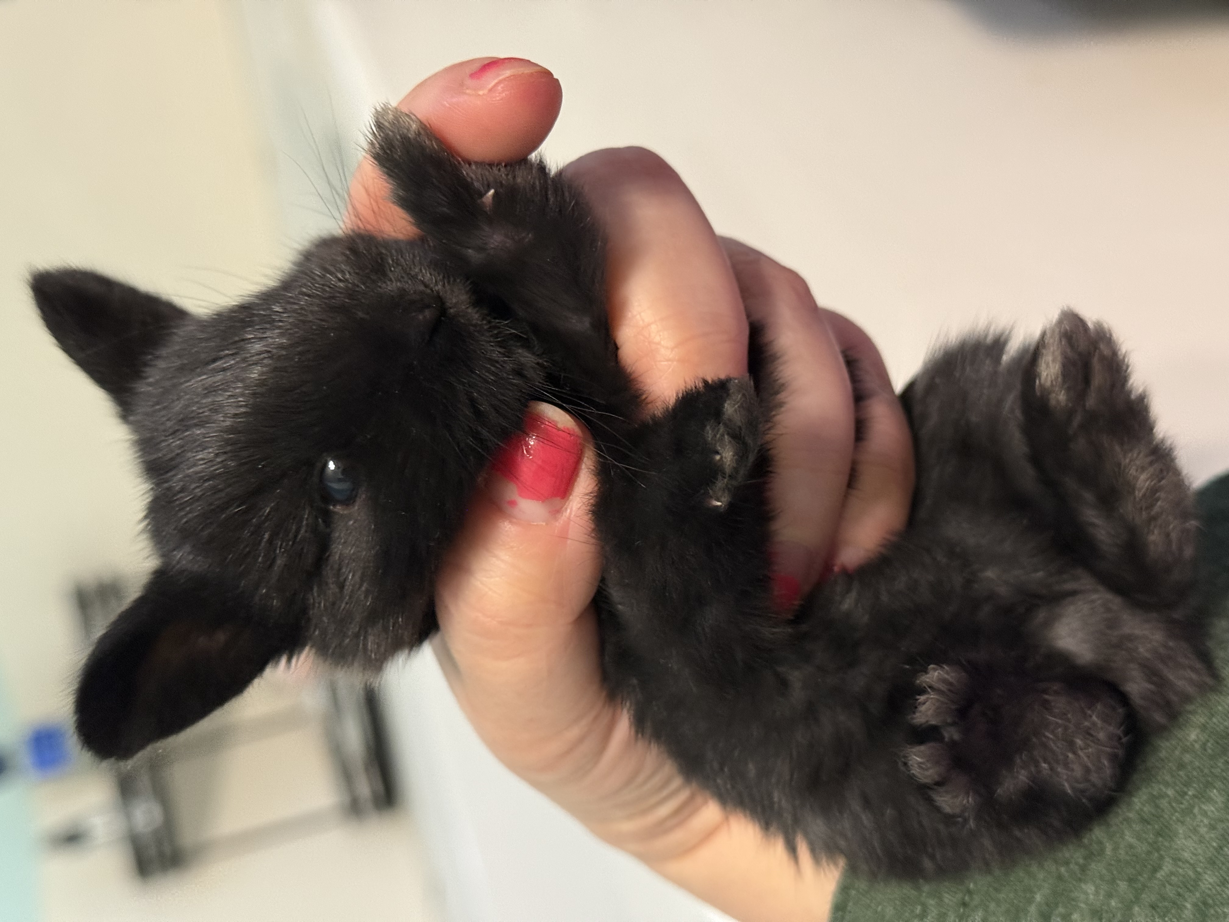 Picture of the Animal Listed