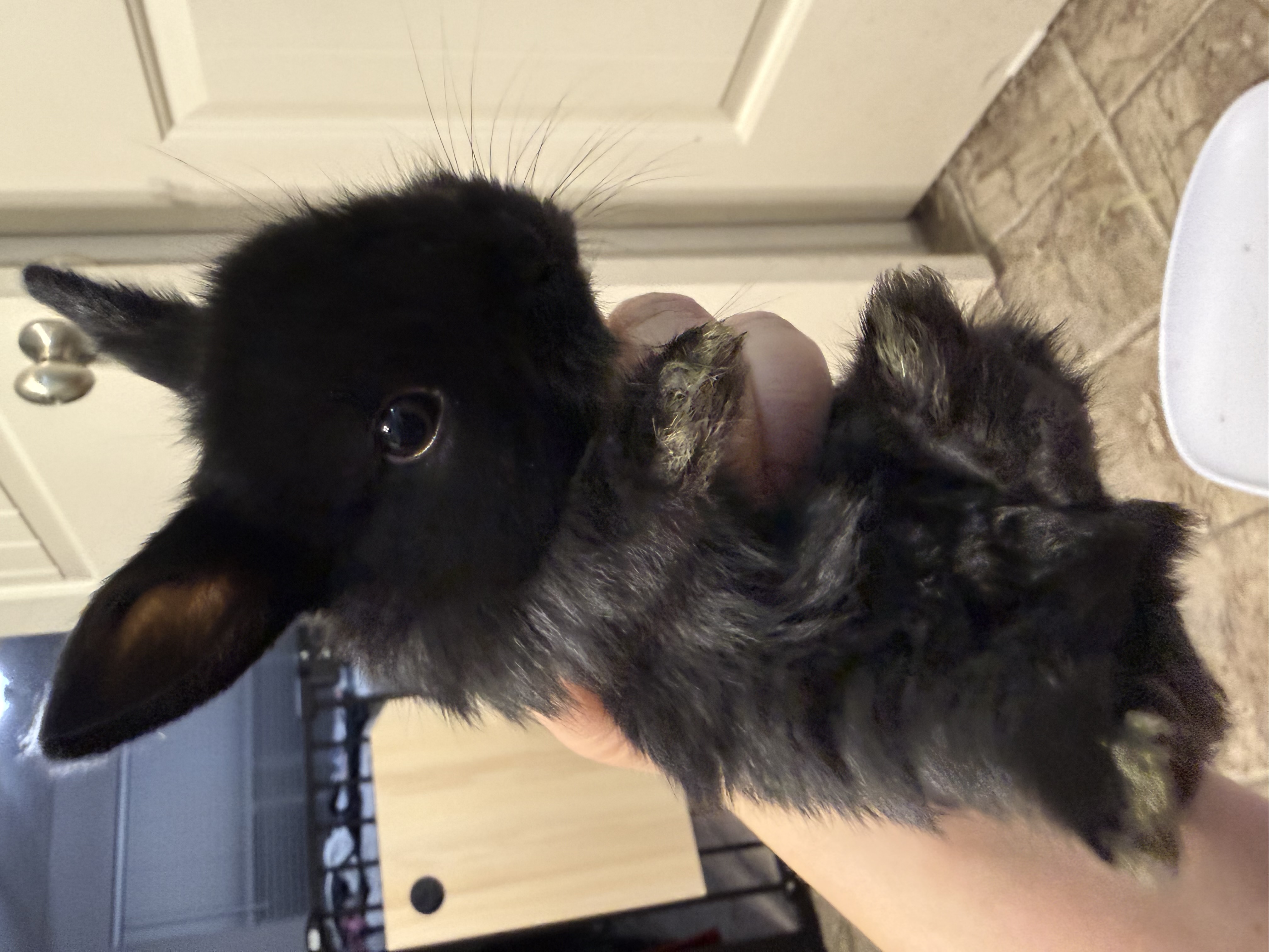 Picture of the Animal Listed