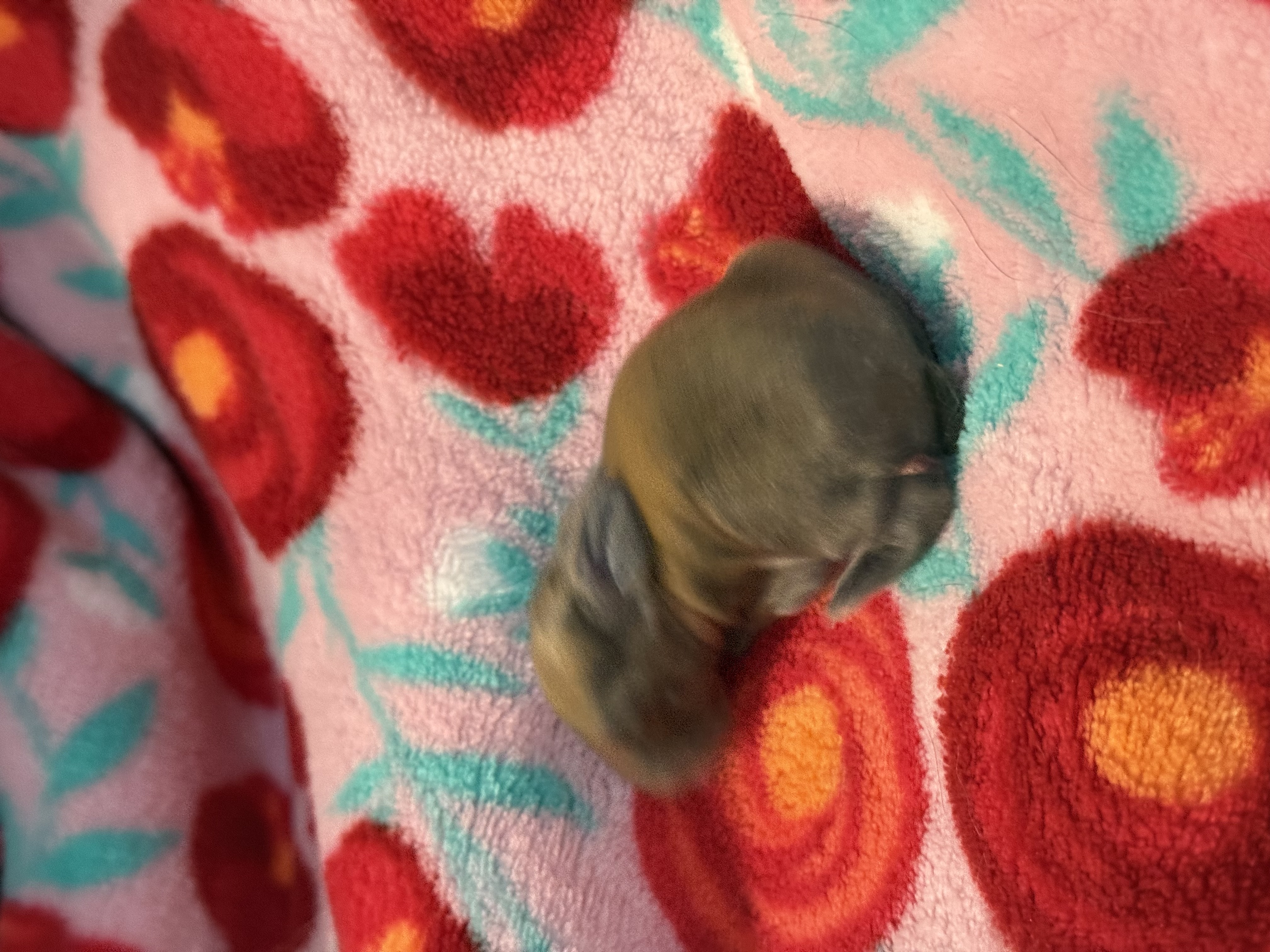 Picture of the Animal Listed