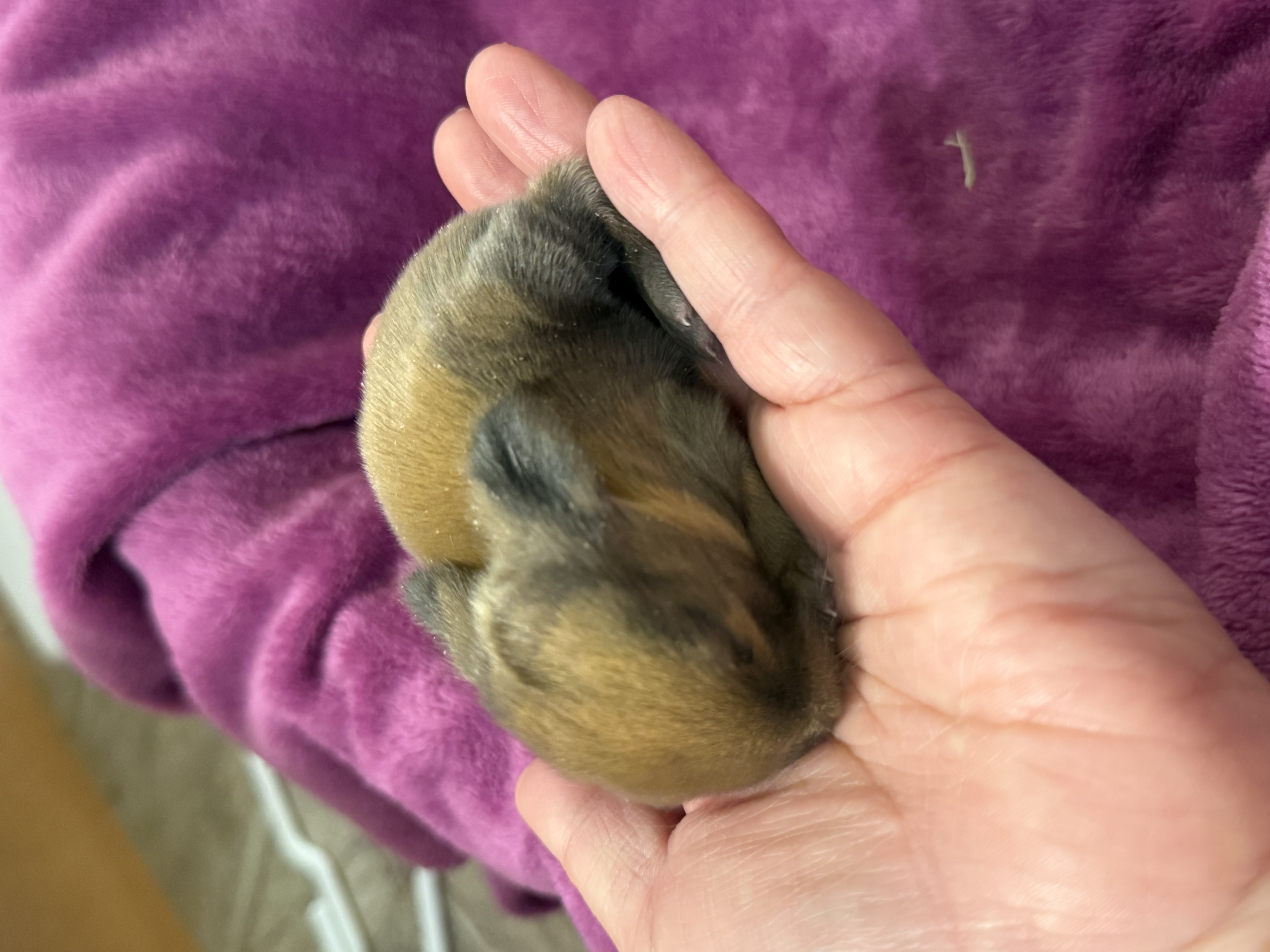 Picture of the Animal Listed