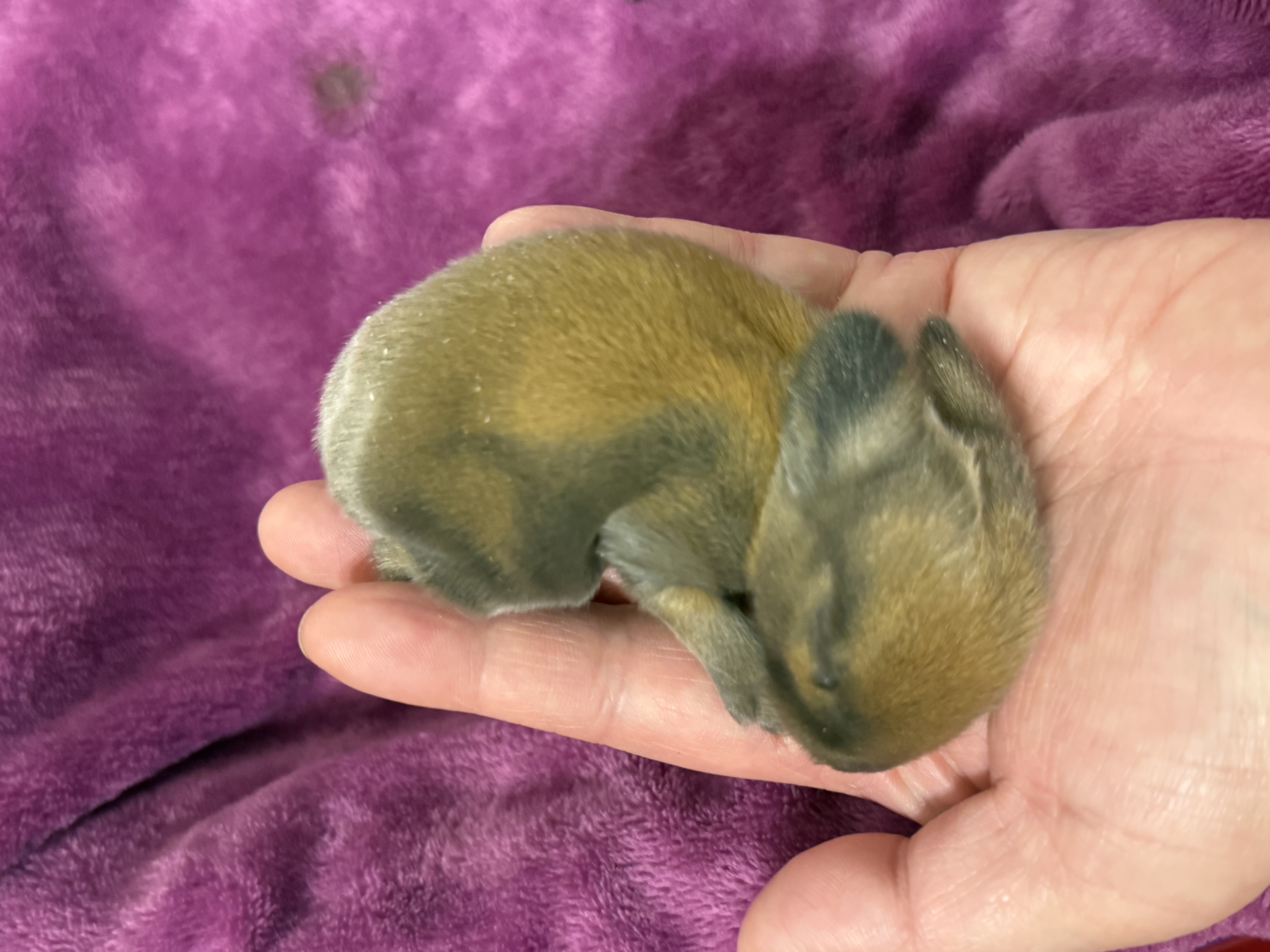 Picture of the Animal Listed