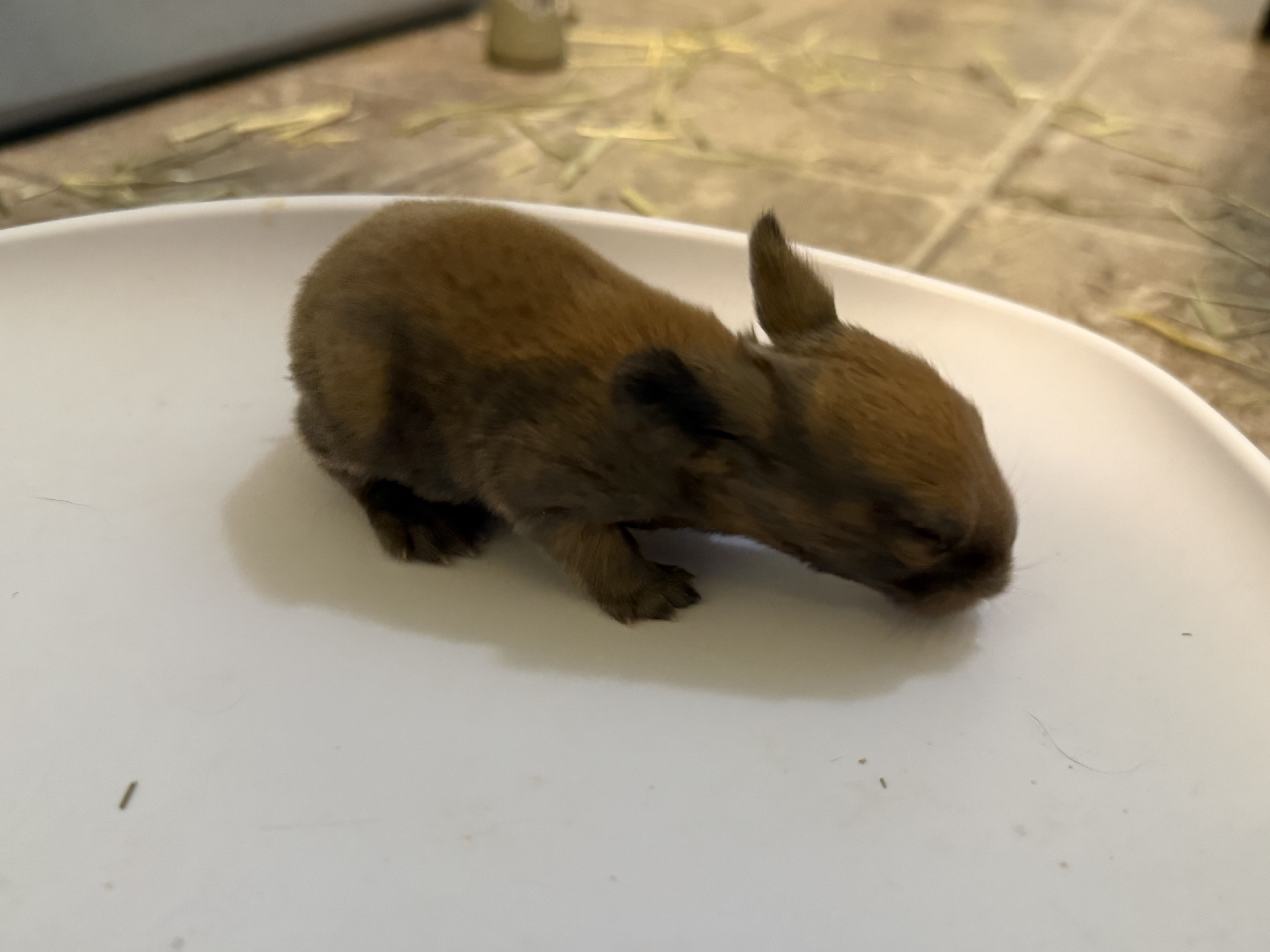 Picture of the Animal Listed