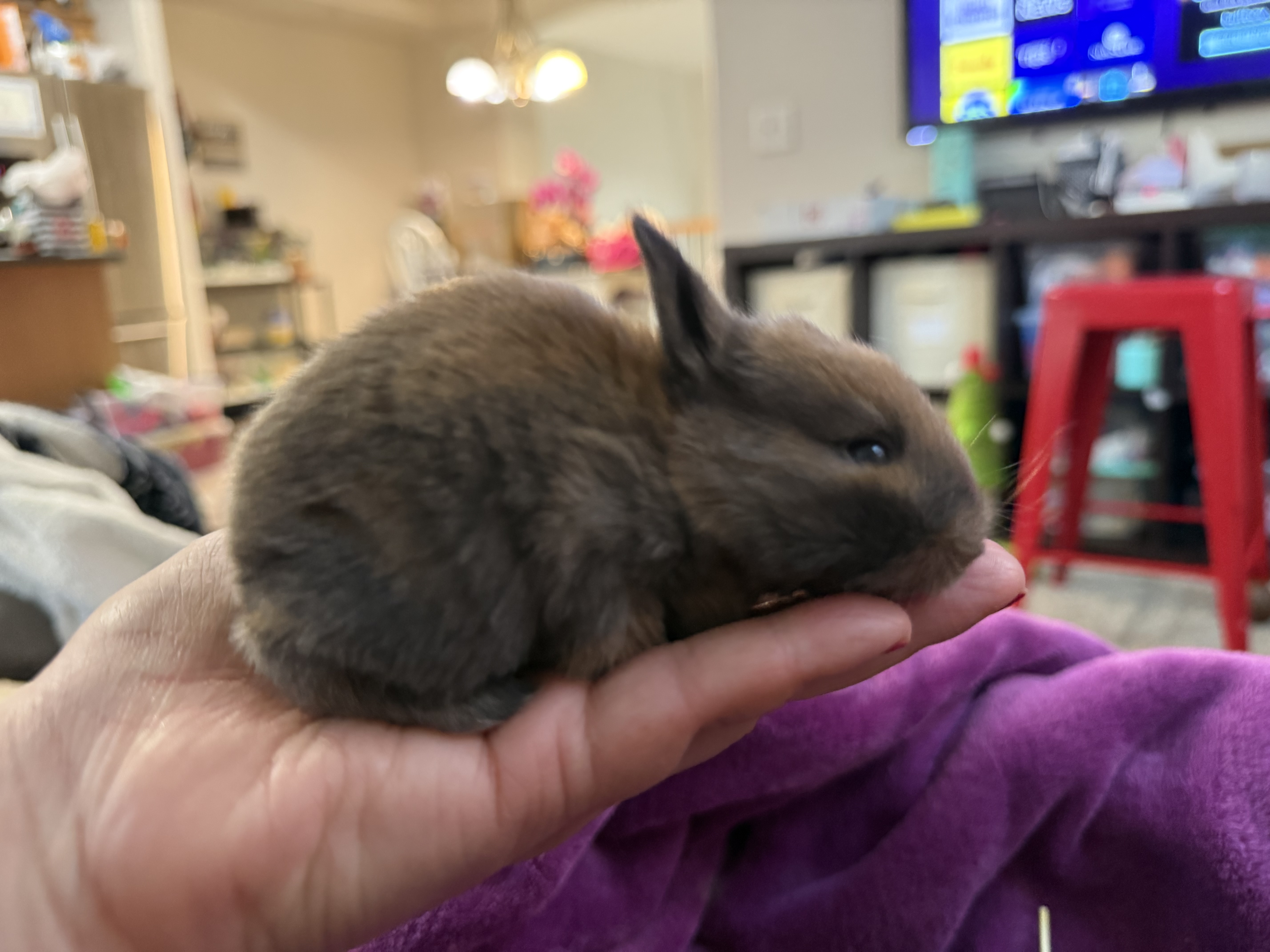 Picture of the Animal Listed