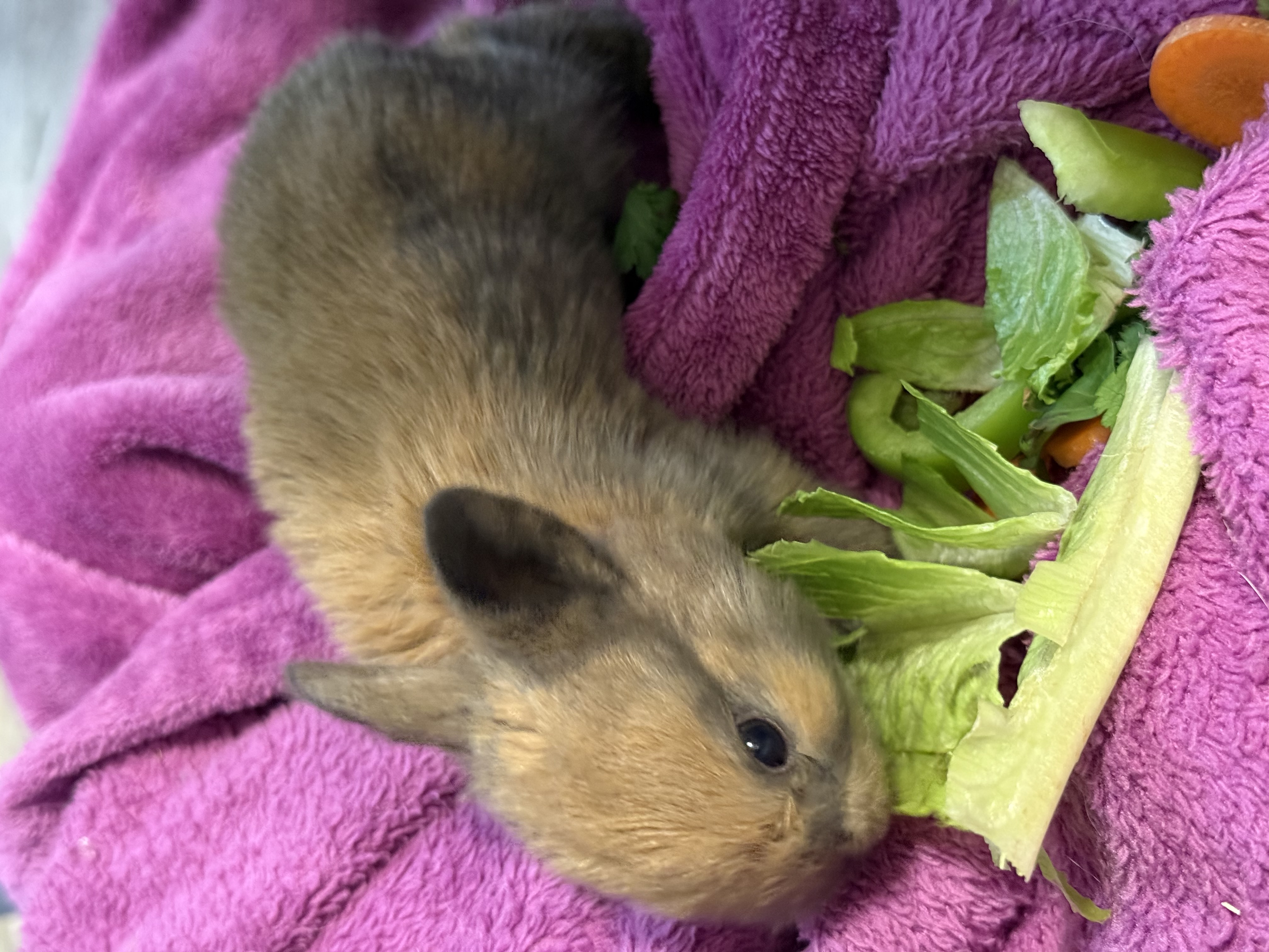 Picture of the Animal Listed