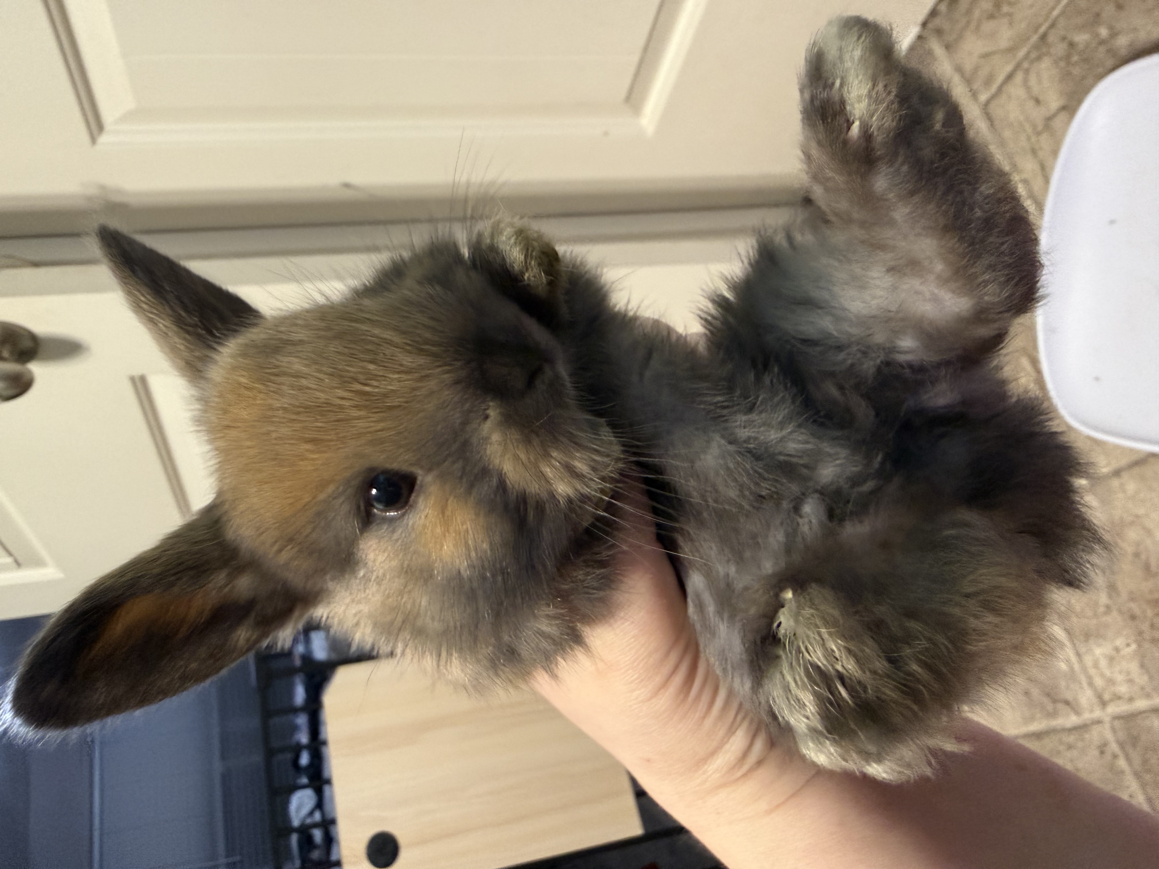 Picture of the Animal Listed