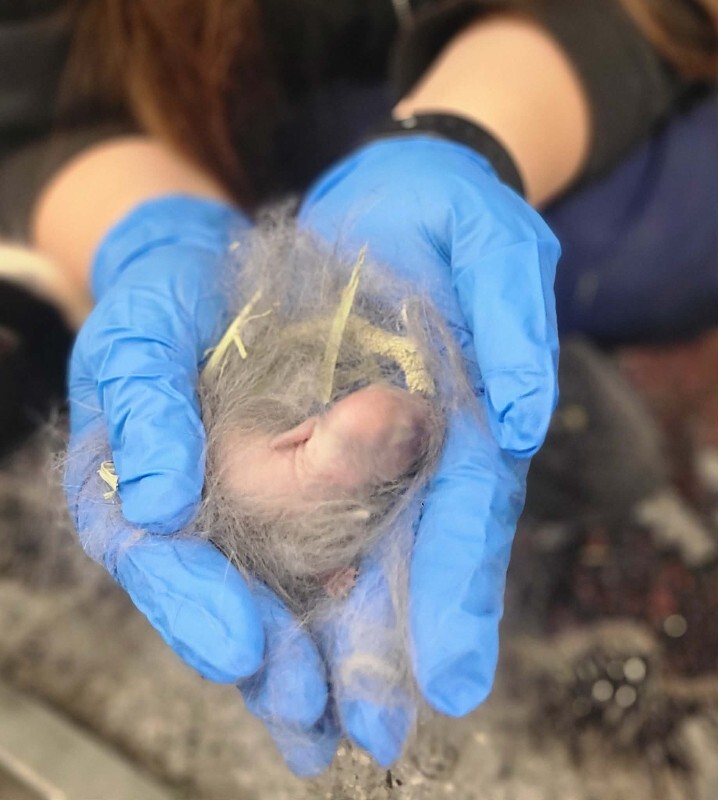 Picture of the Animal Listed