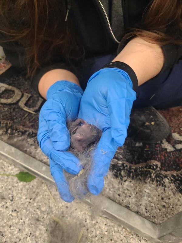 Picture of the Animal Listed