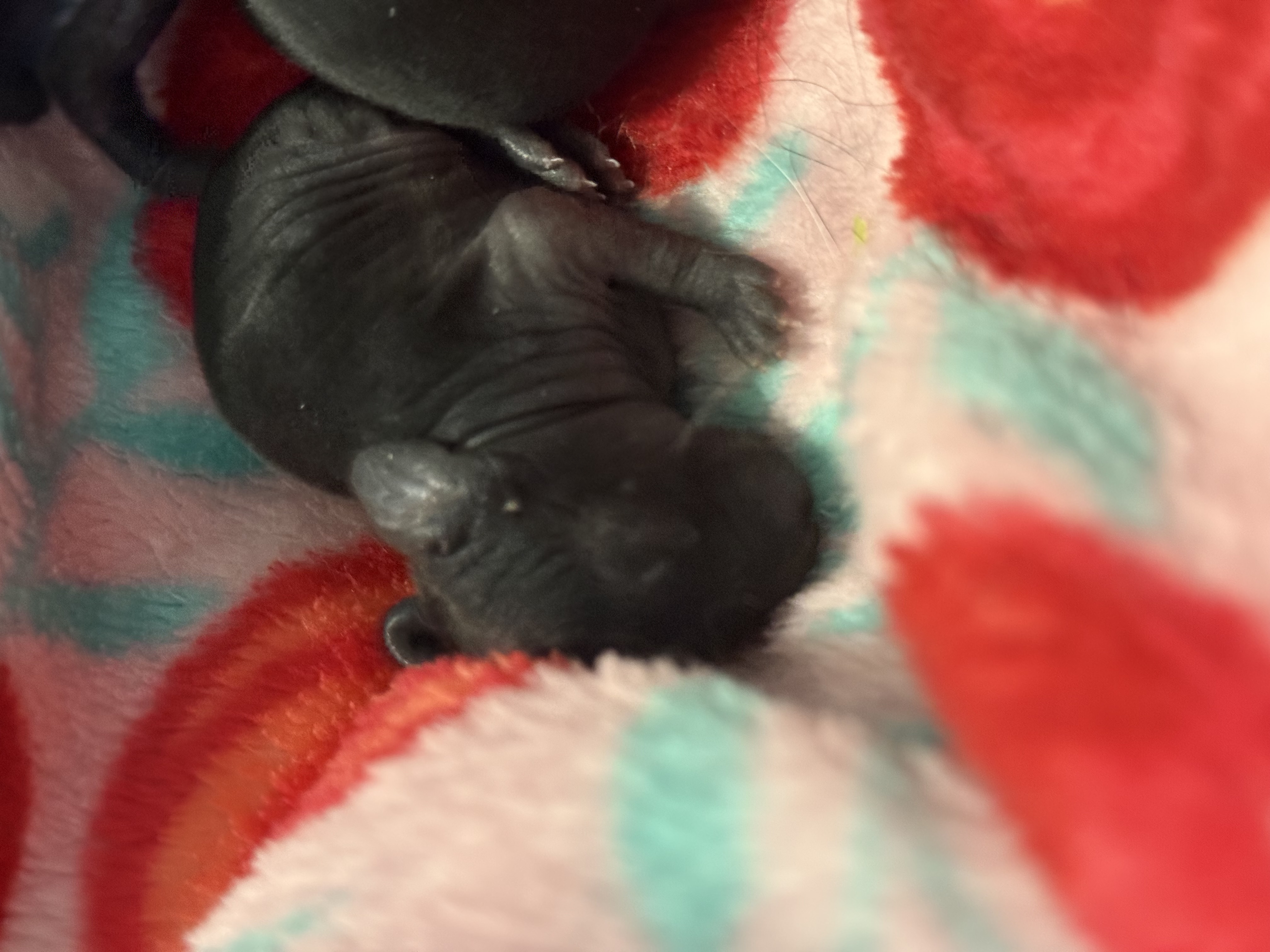 Picture of the Animal Listed