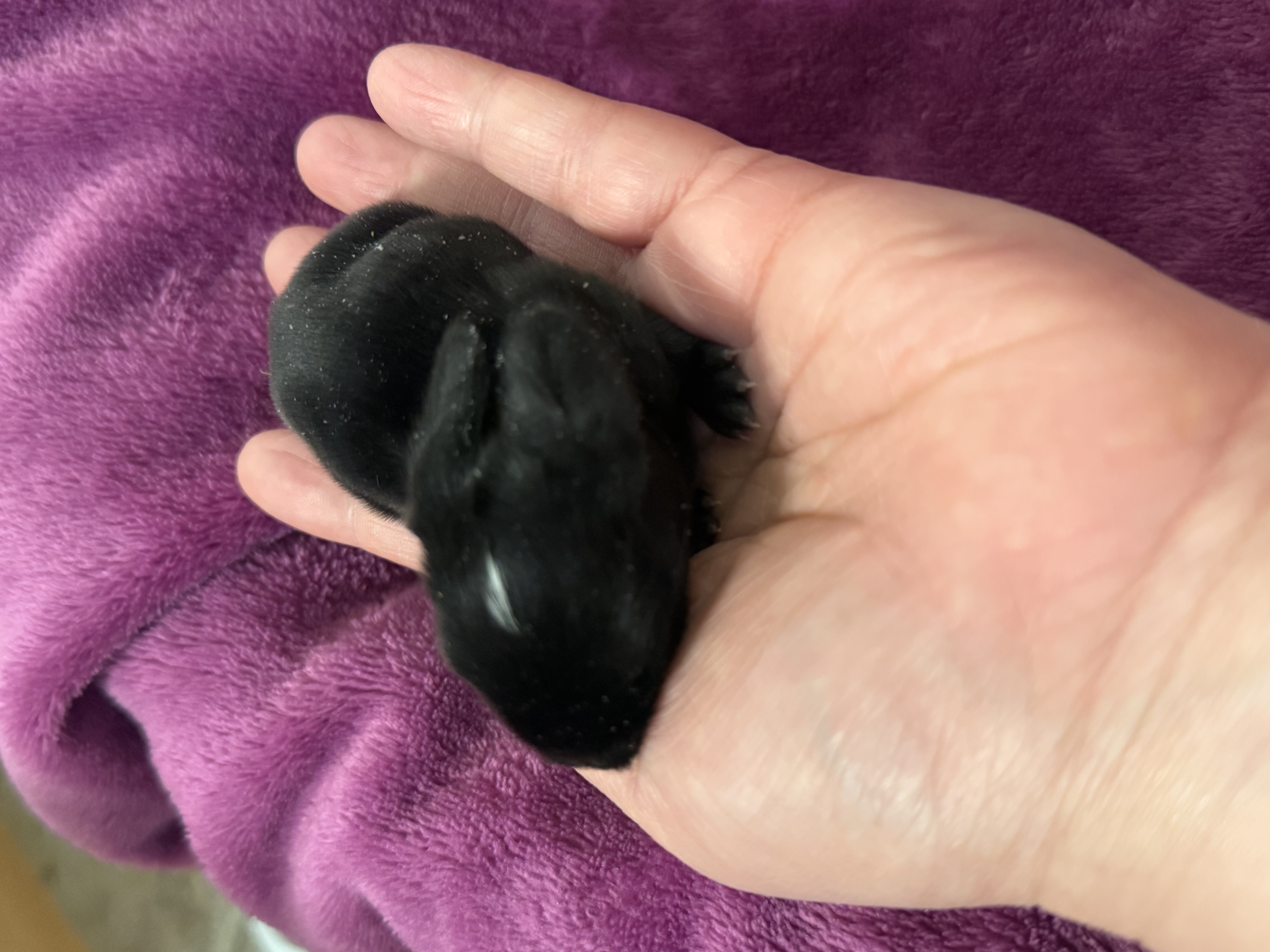 Picture of the Animal Listed