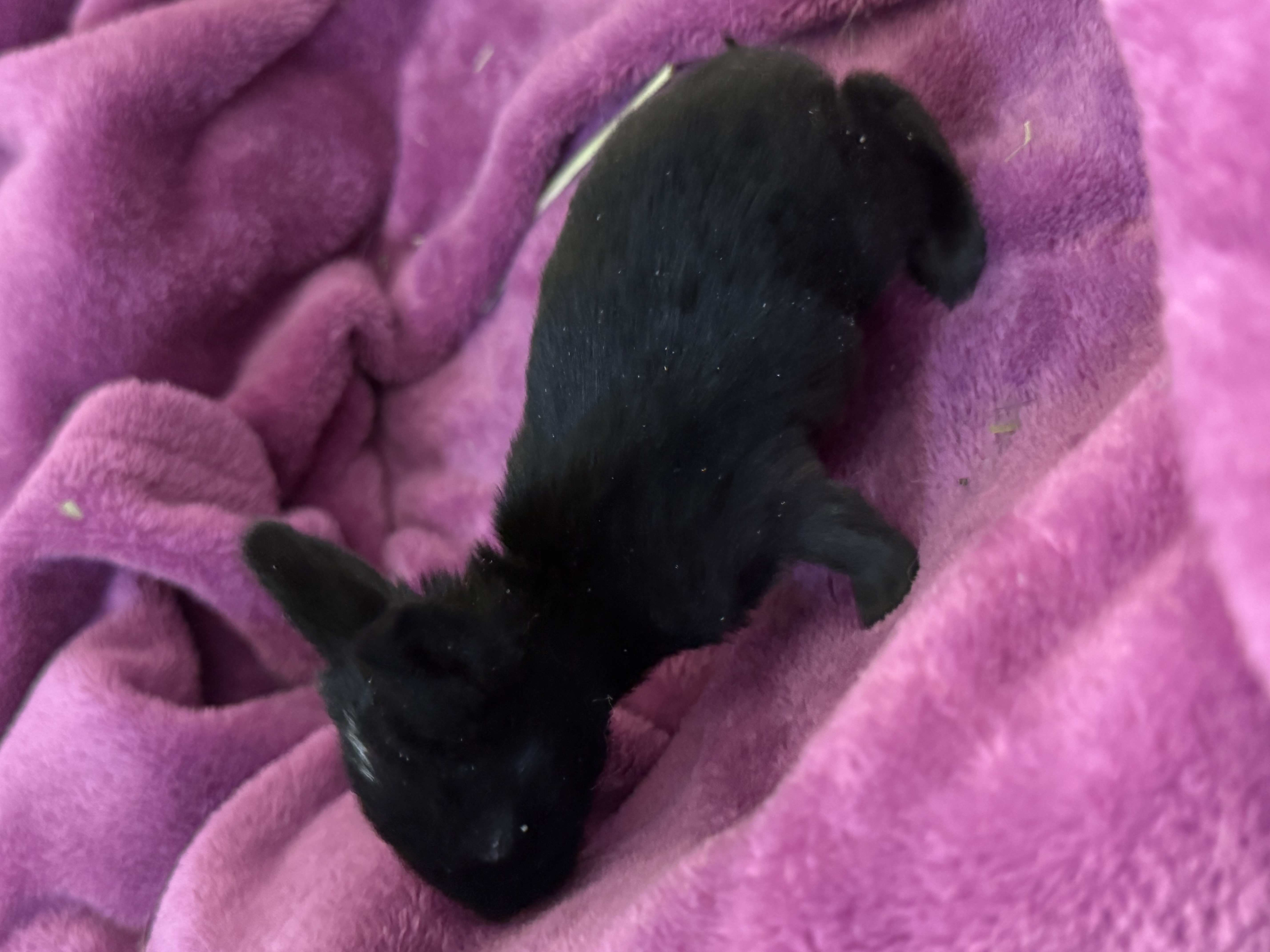 Picture of the Animal Listed