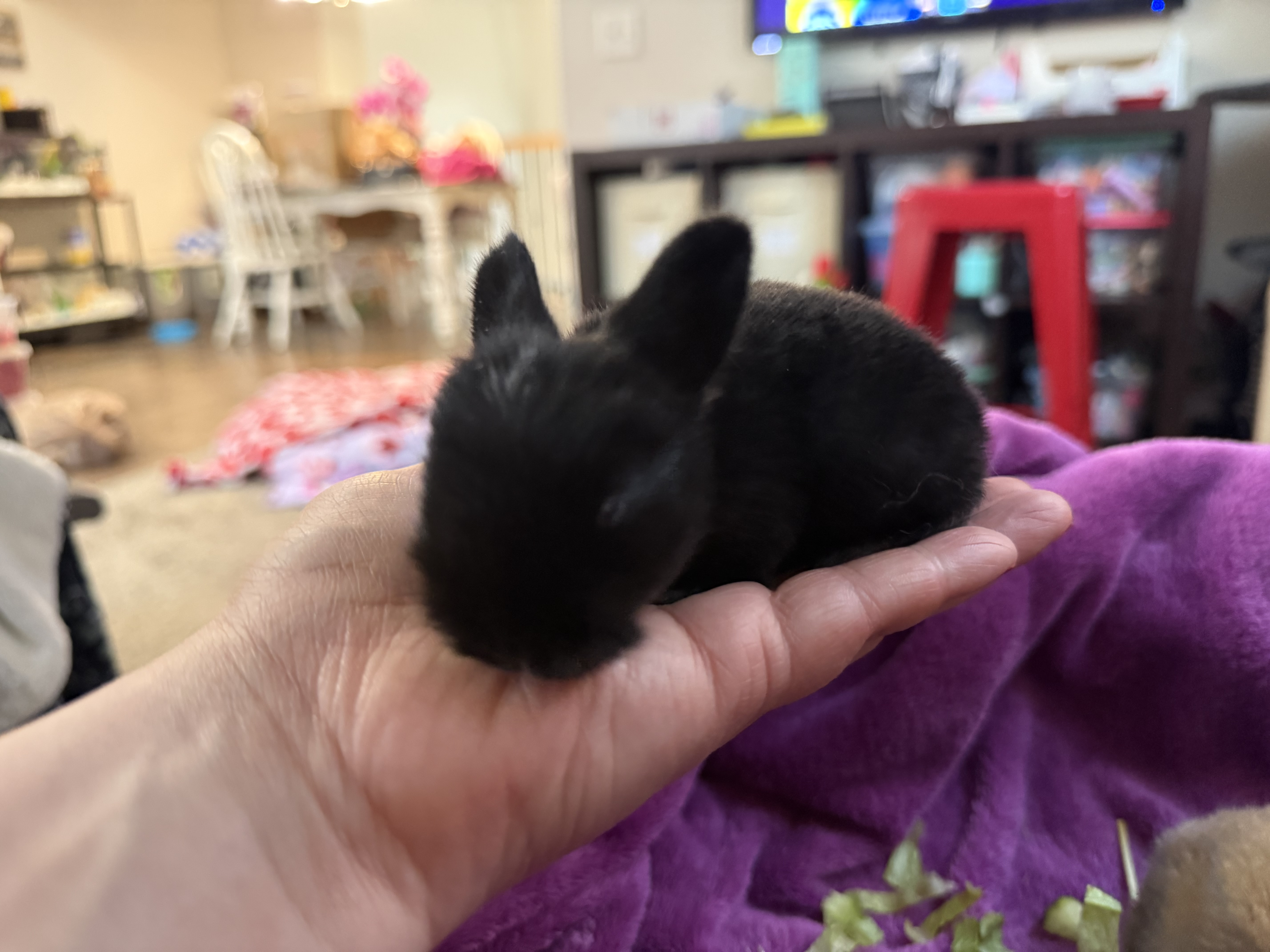 Picture of the Animal Listed