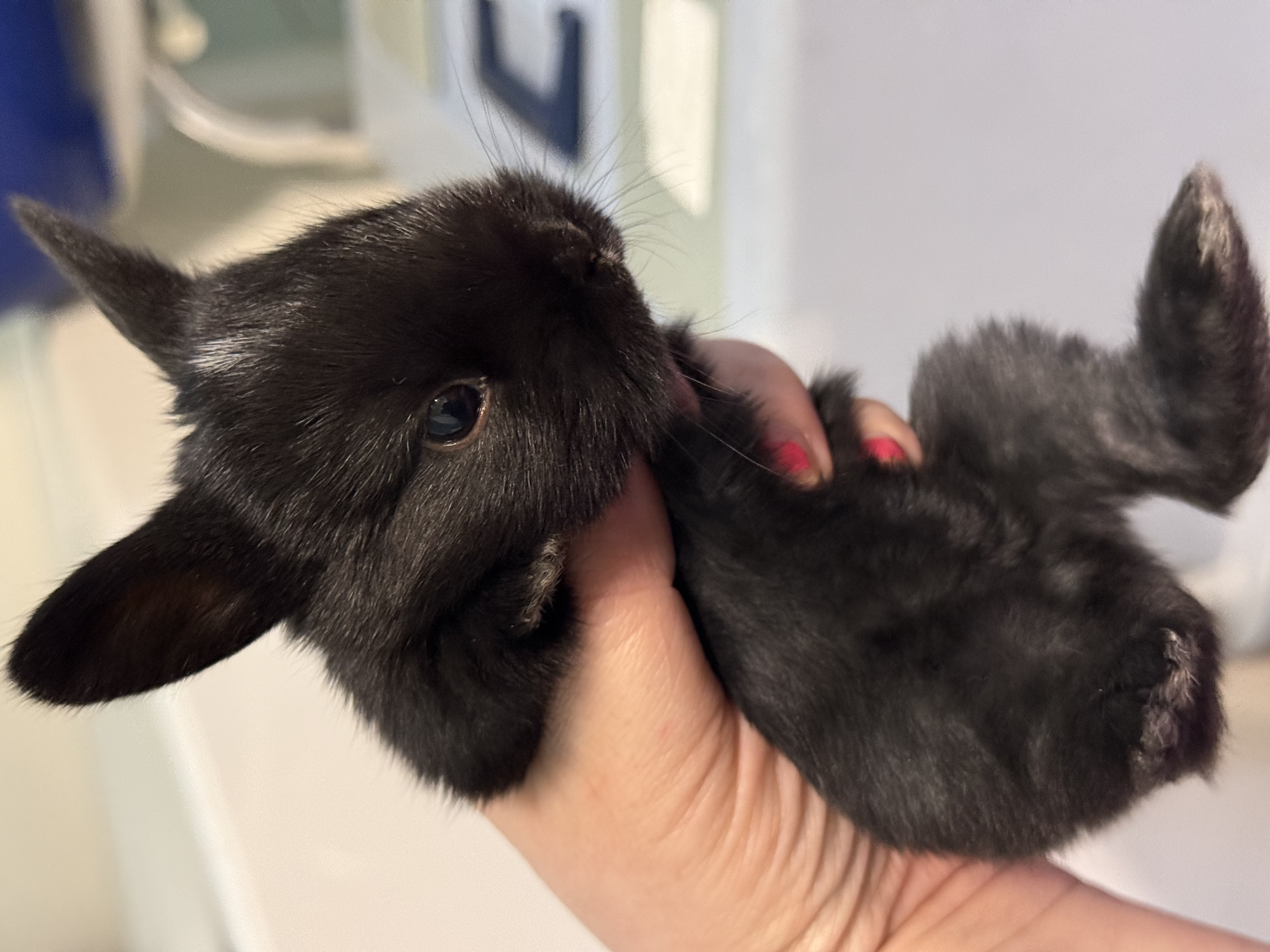 Picture of the Animal Listed