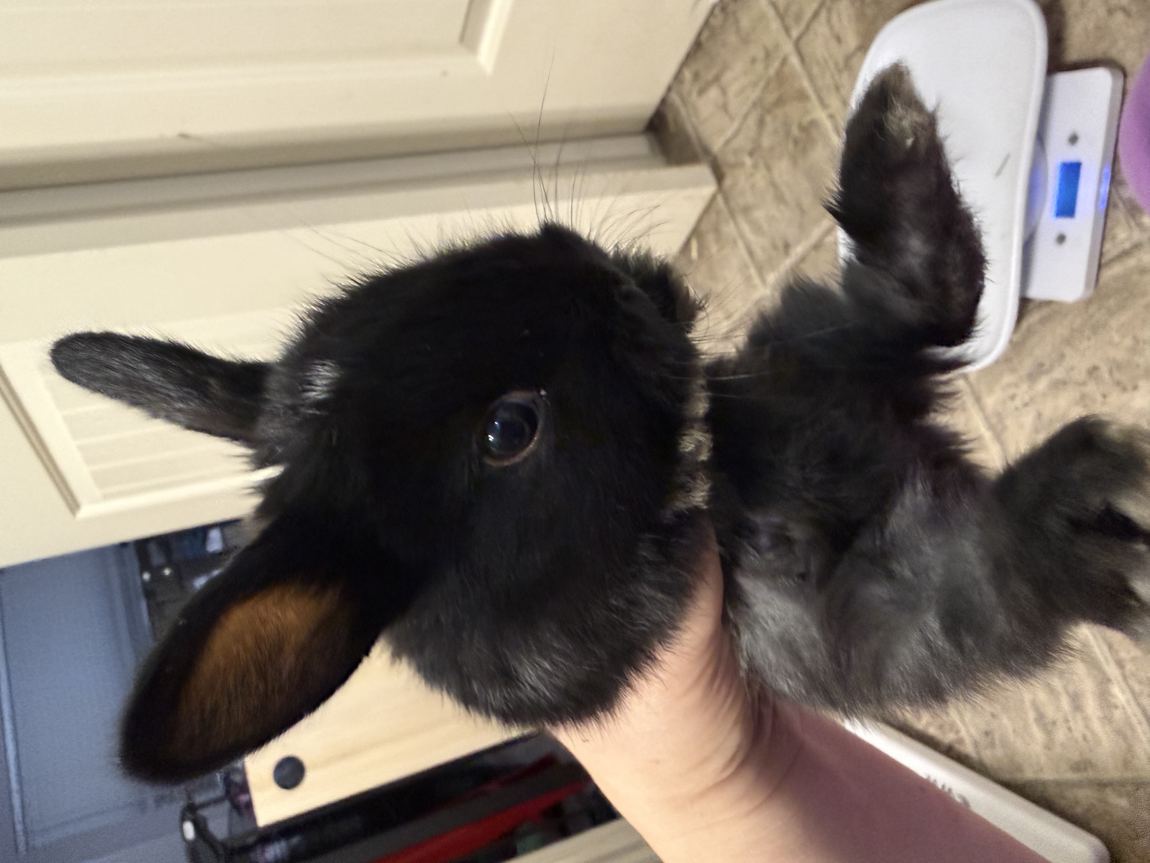 Picture of the Animal Listed