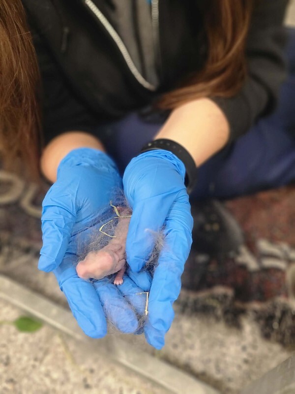 Picture of the Animal Listed