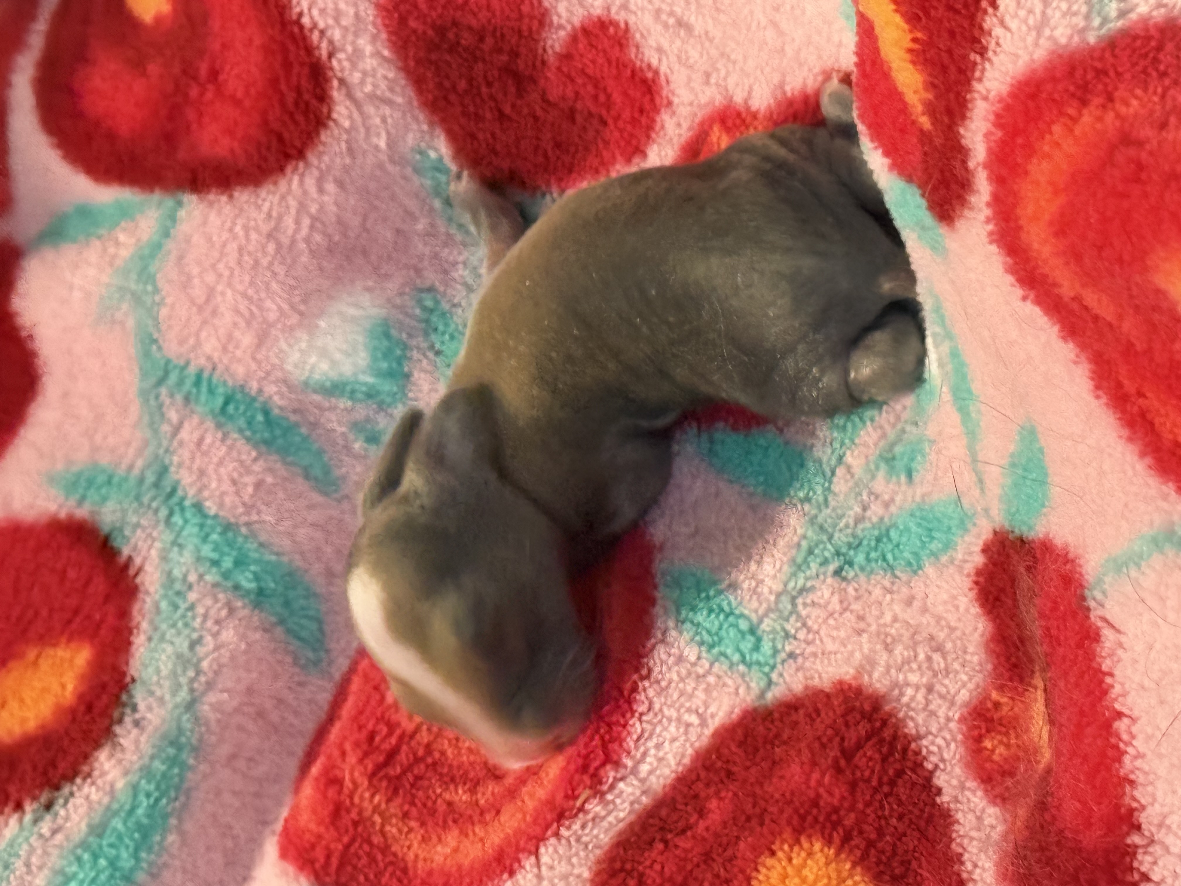 Picture of the Animal Listed