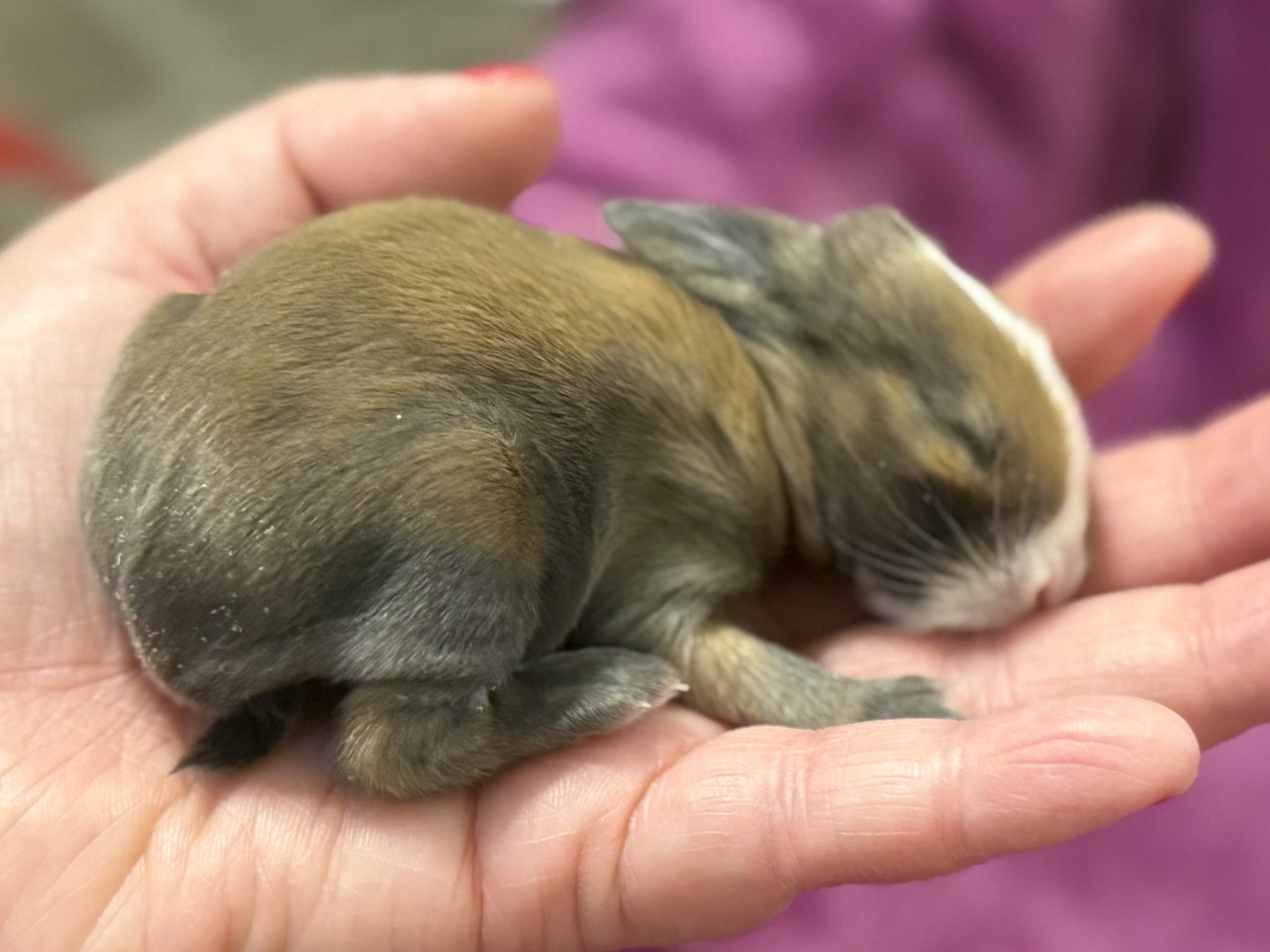 Picture of the Animal Listed