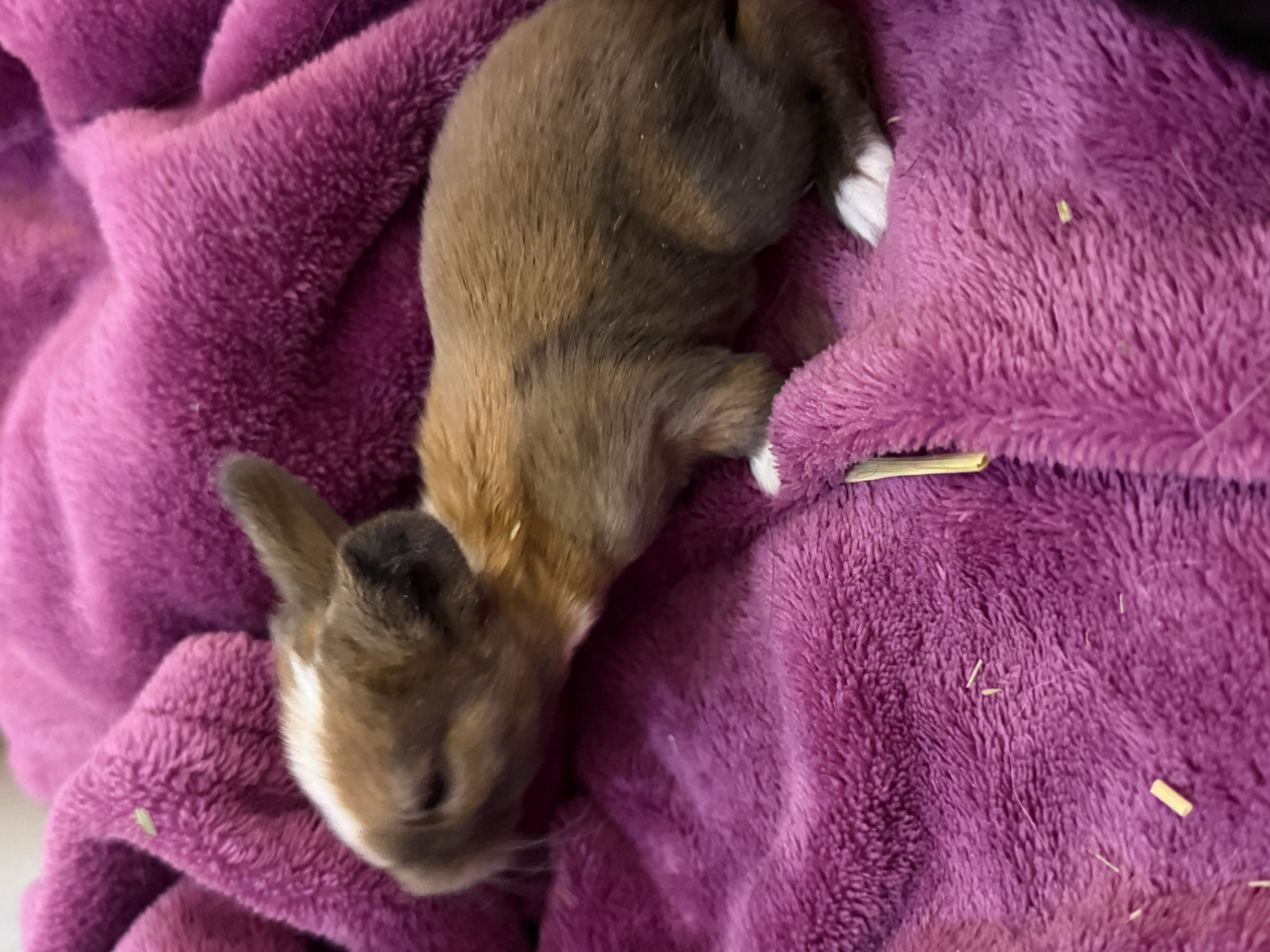 Picture of the Animal Listed