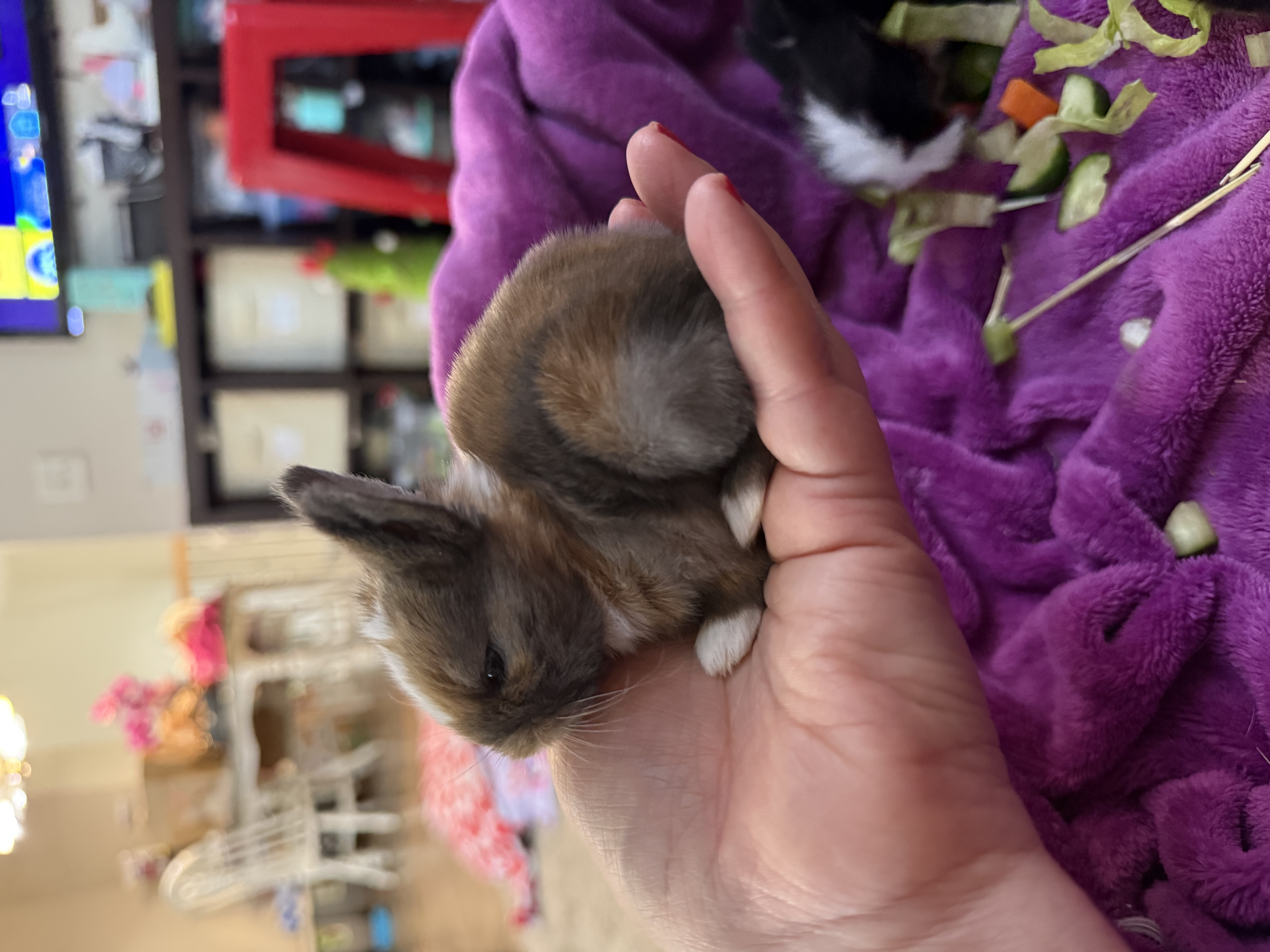 Picture of the Animal Listed