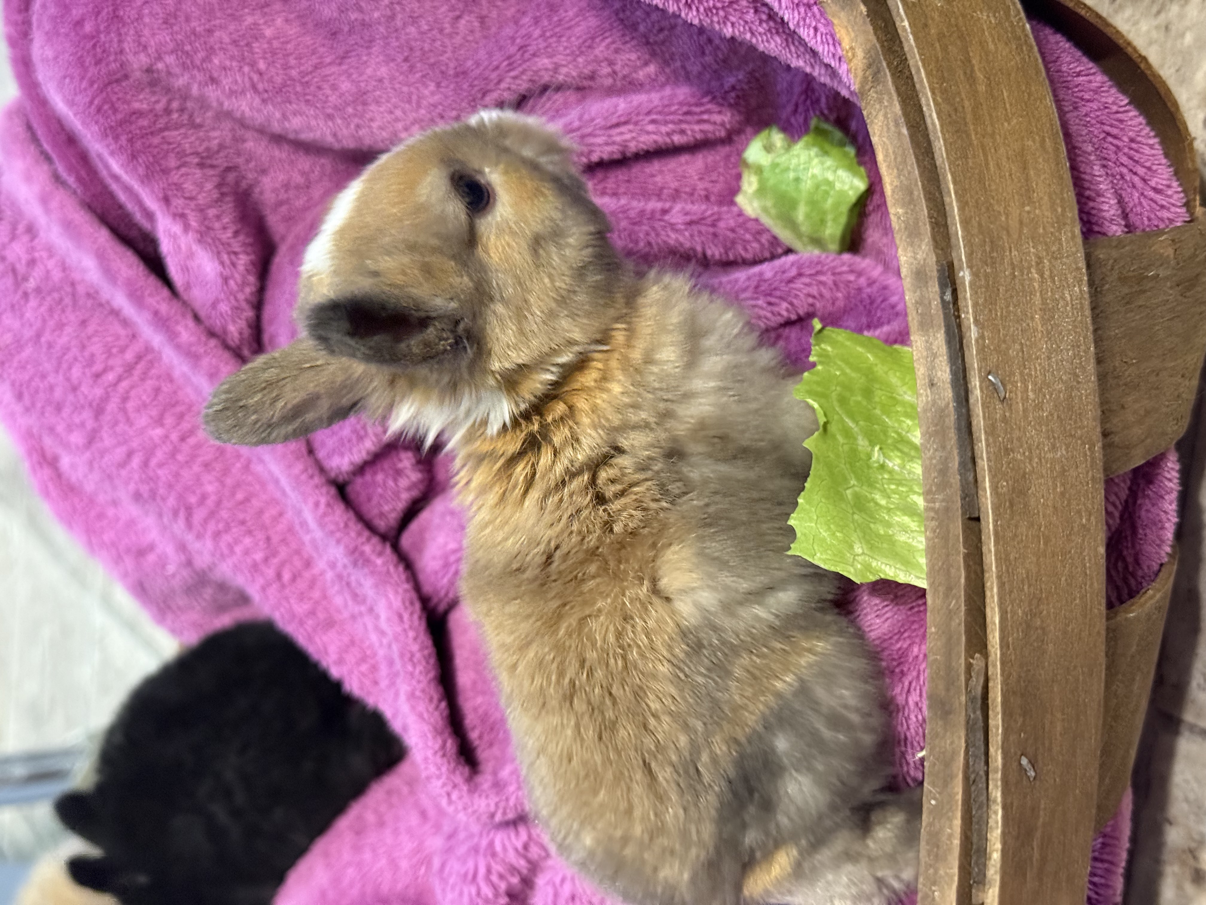 Picture of the Animal Listed